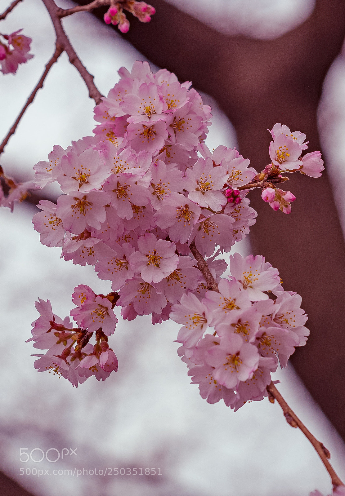 Nikon D800E sample photo. Cherry  blossom photography