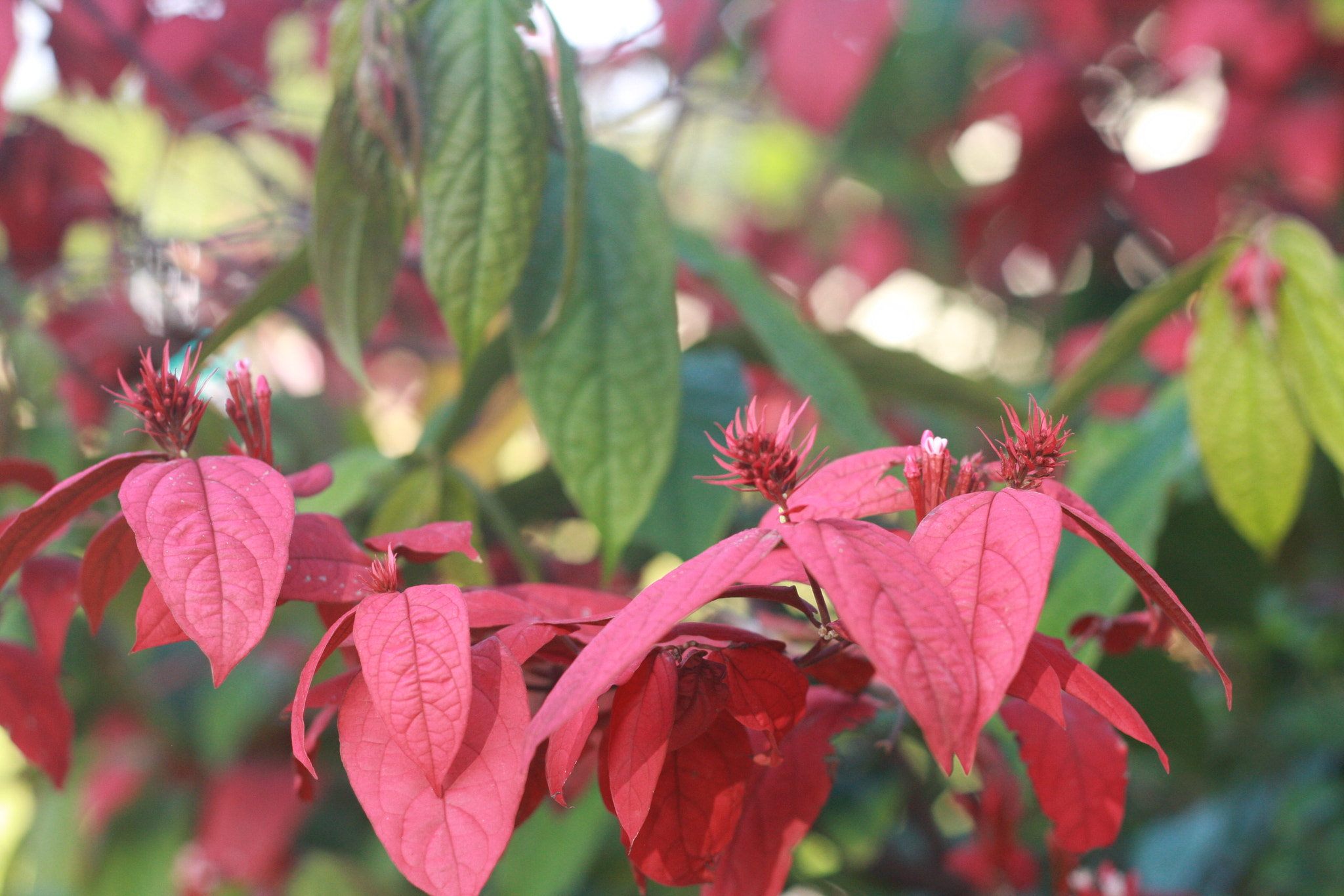 Canon EOS 40D + Canon EF 50mm F1.8 II sample photo. Img photography