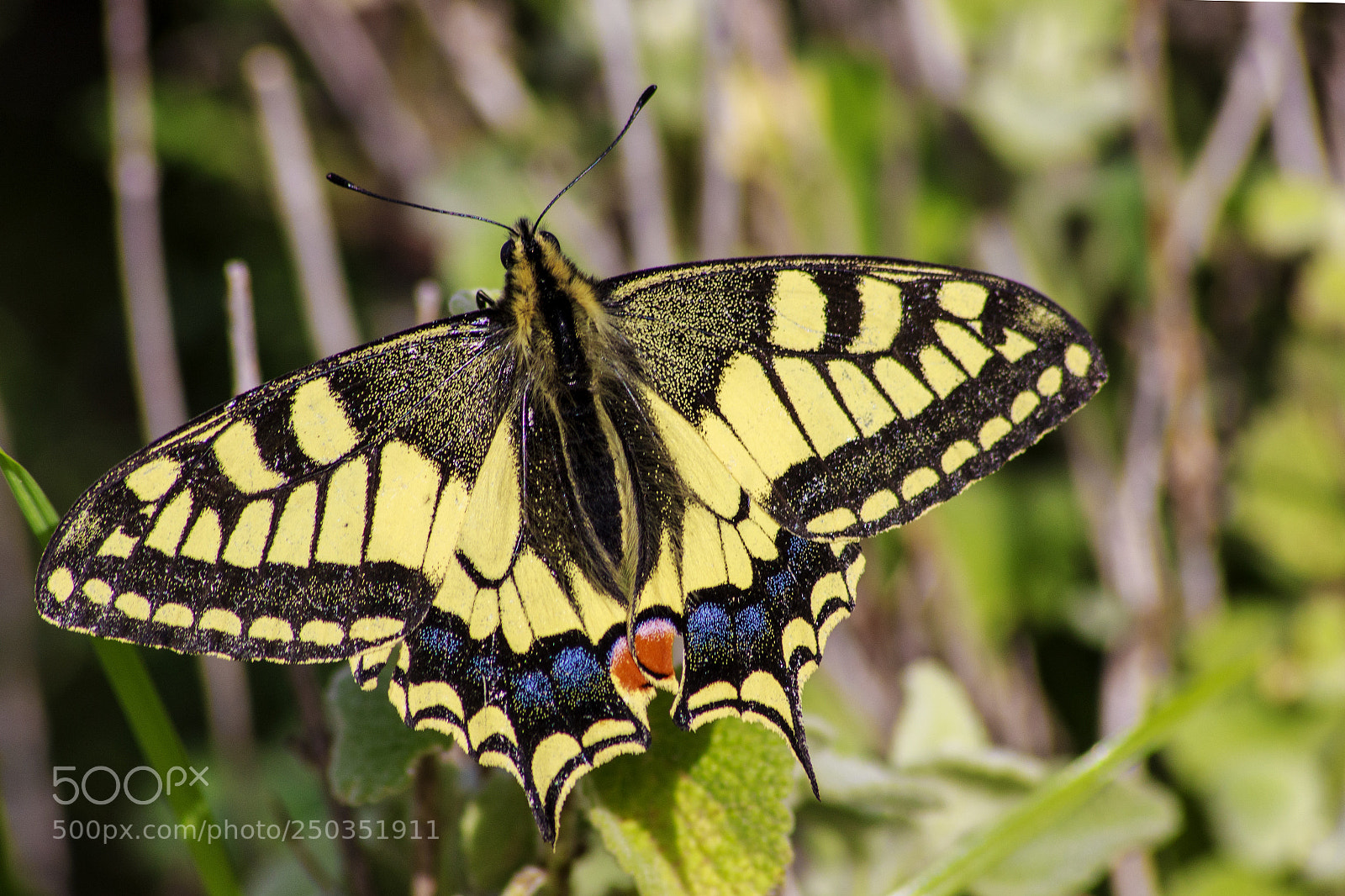 Canon EOS 600D (Rebel EOS T3i / EOS Kiss X5) sample photo. Swallow tail photography