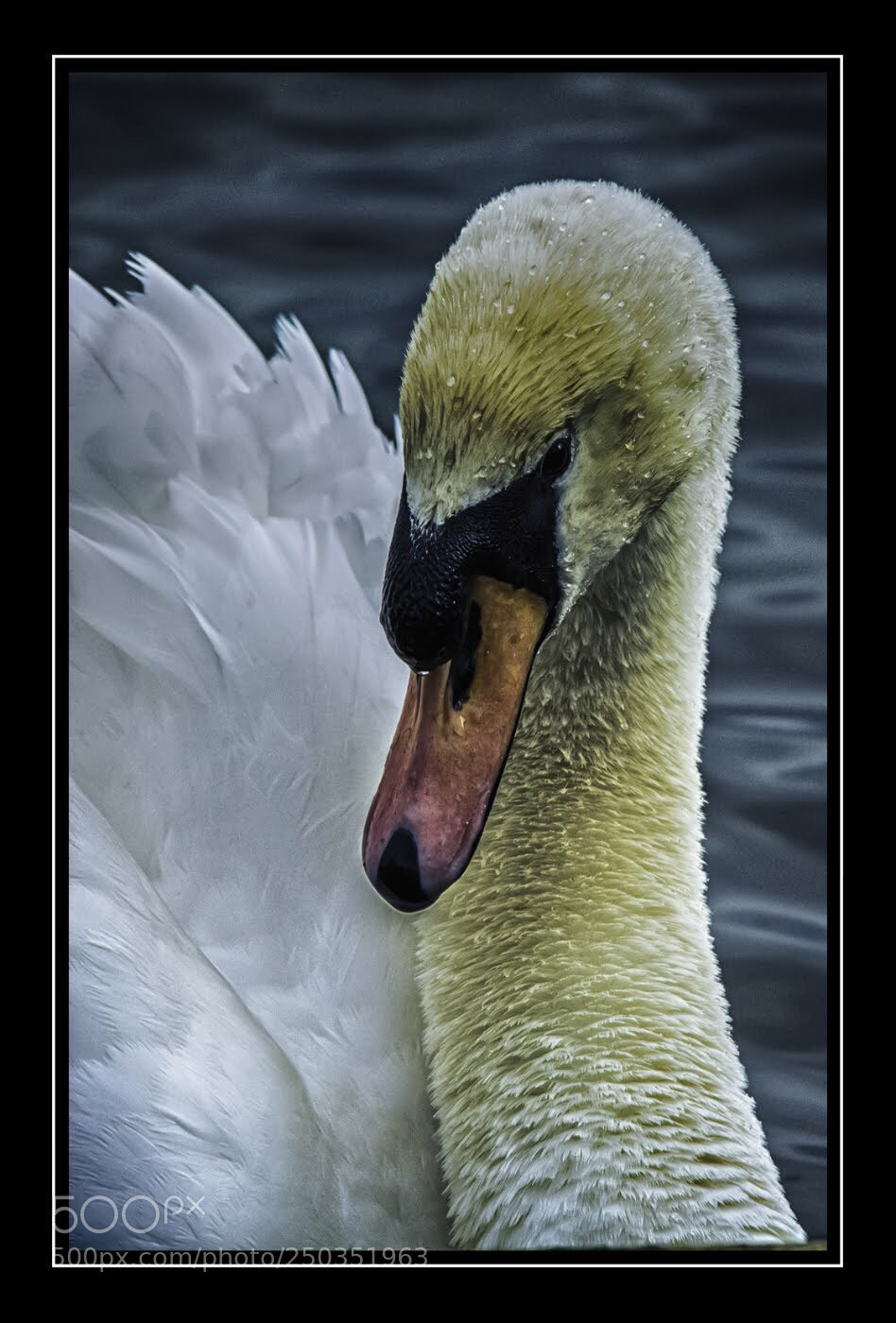 Nikon D7100 sample photo. Regal beak photography