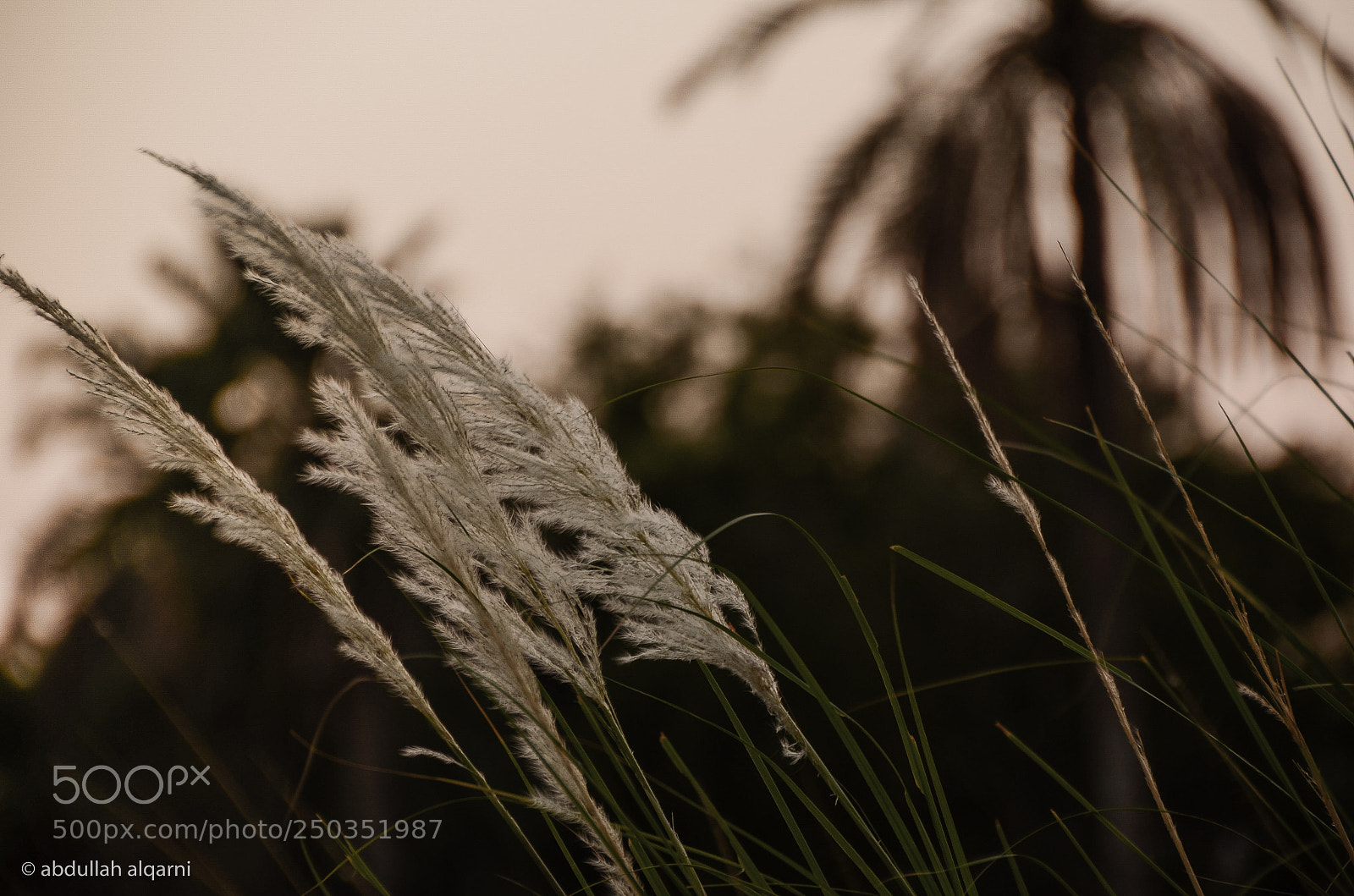 Nikon D7000 sample photo. Untitled photography
