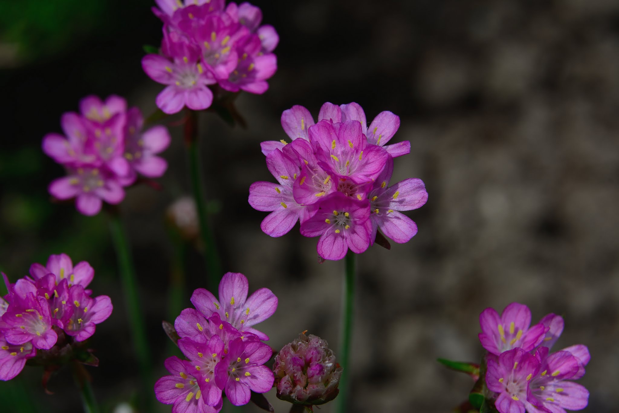 Nikon D7100 sample photo. Blooming chives photography