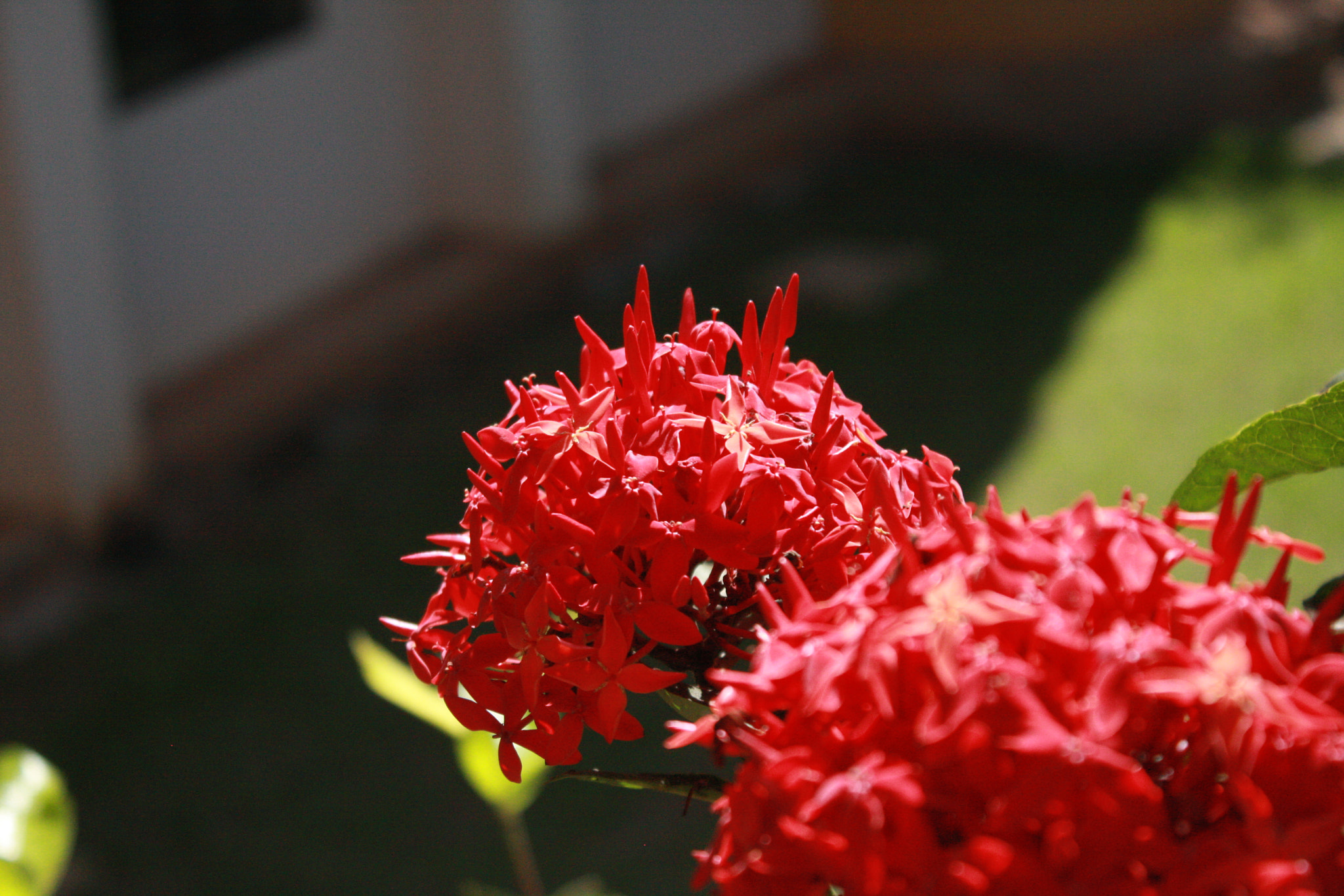 Canon EOS 40D sample photo. Img photography