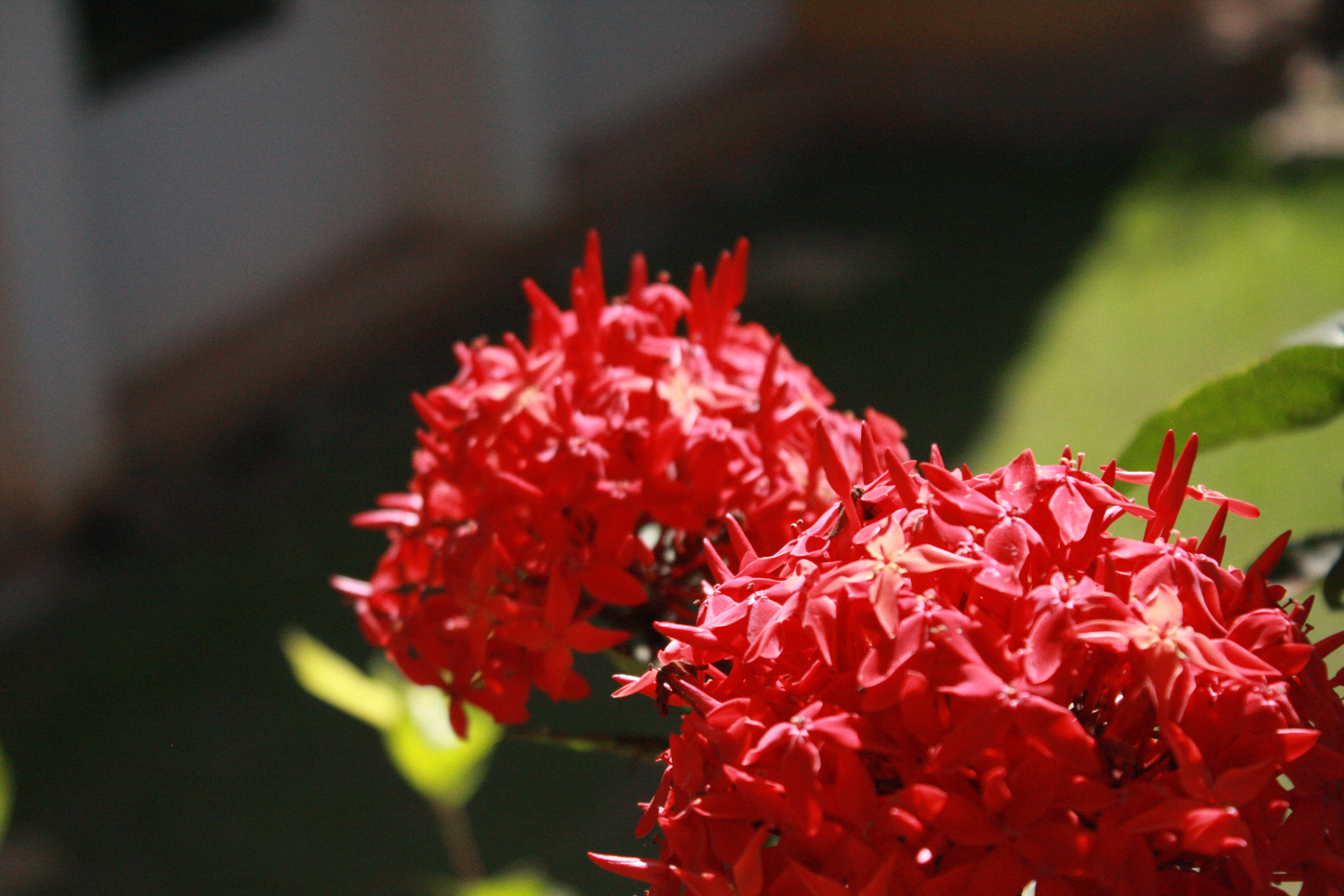 Canon EOS 40D sample photo. Img photography