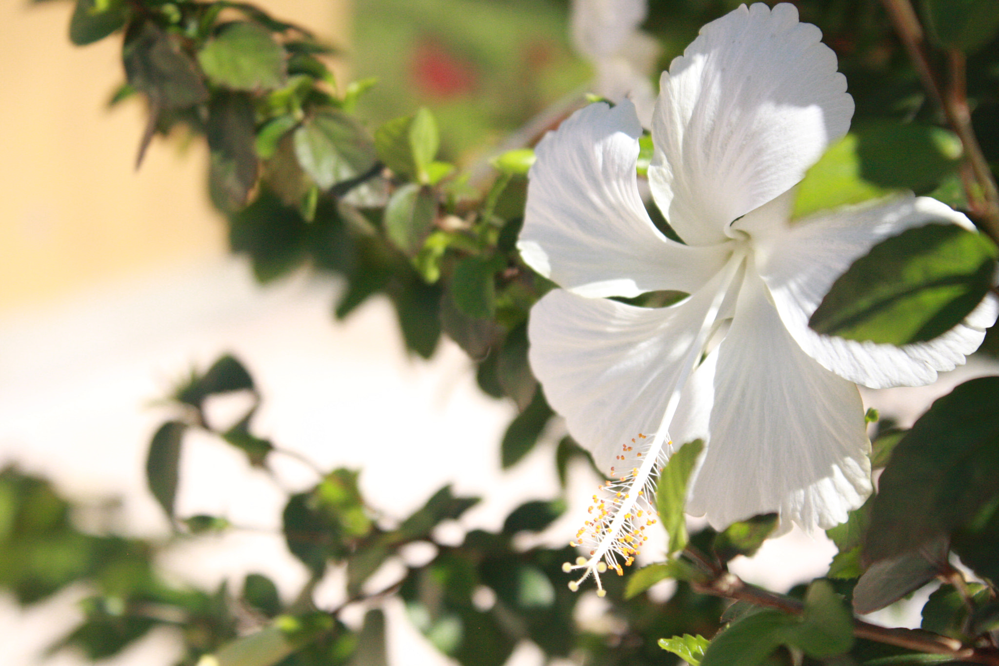 Canon EOS 40D sample photo. Img photography