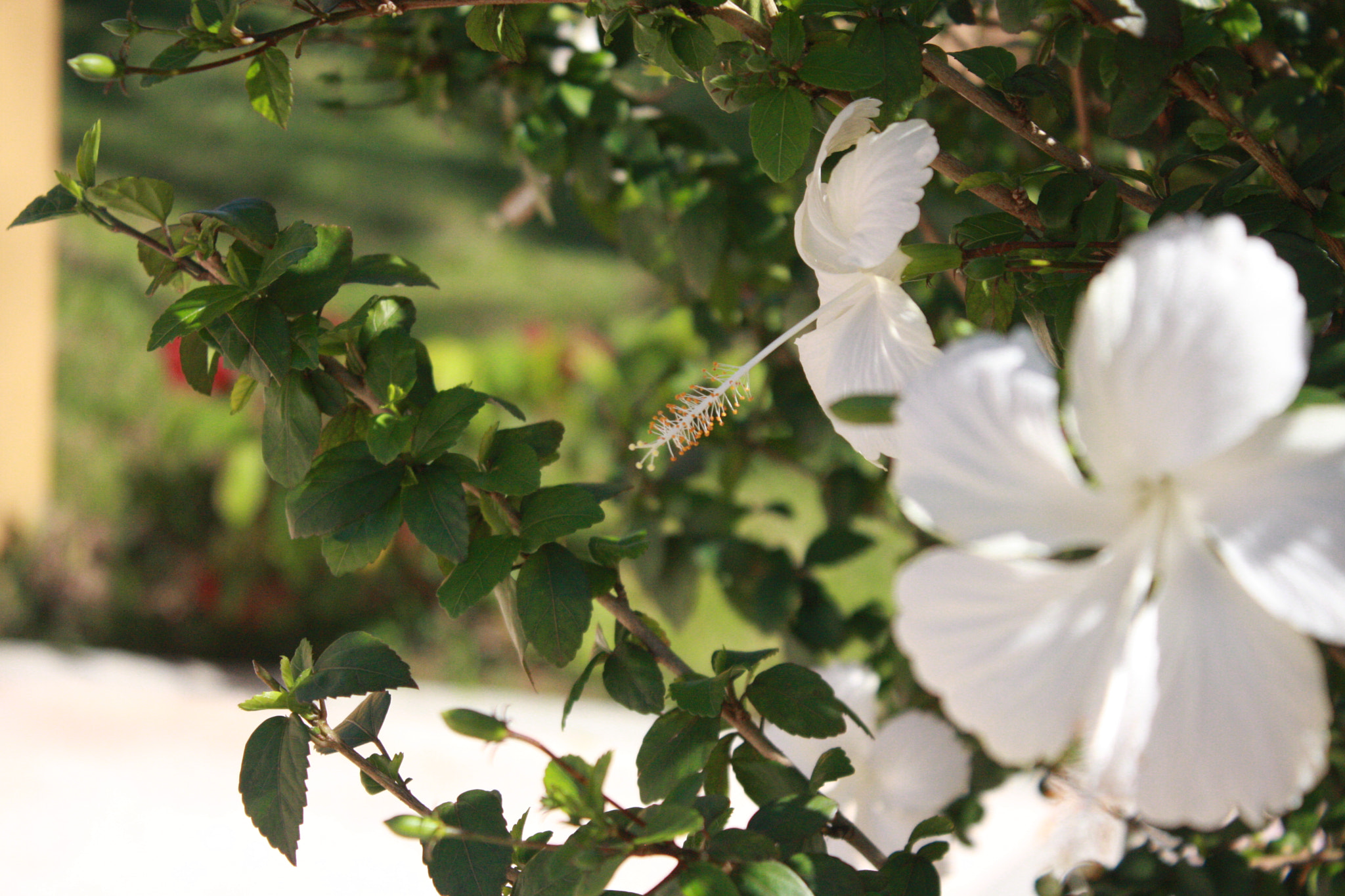 Canon EOS 40D sample photo. Img photography