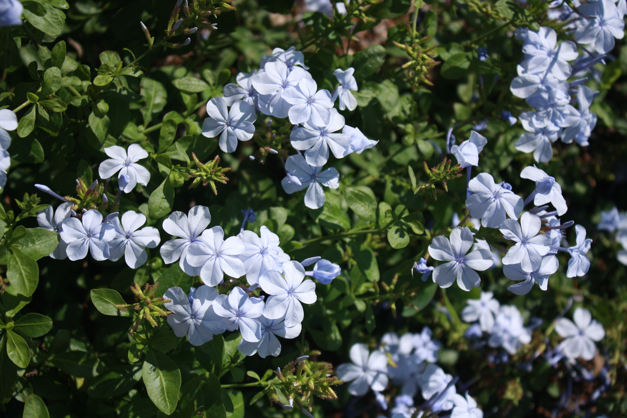 Canon EOS 40D sample photo. Img photography