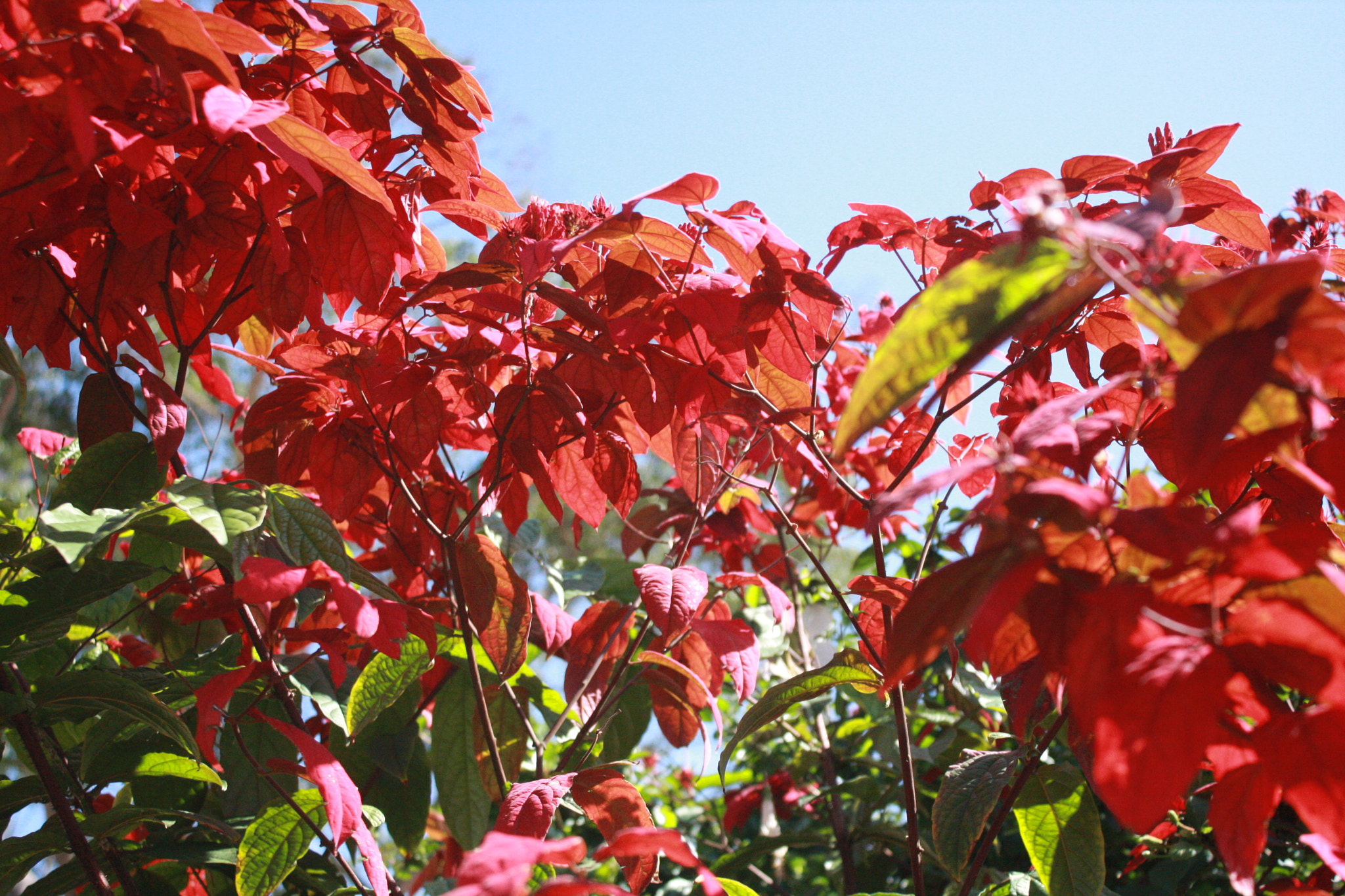 Canon EOS 40D sample photo. Img photography