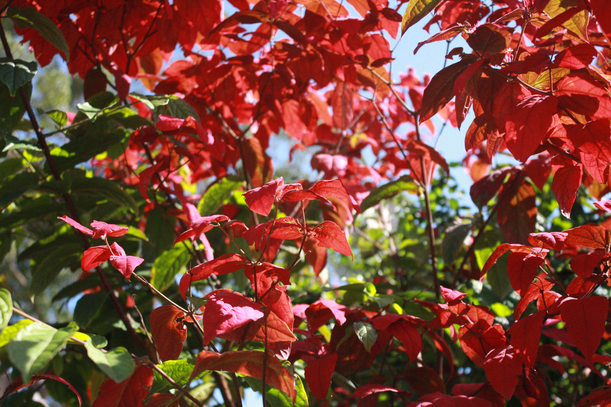 Canon EOS 40D sample photo. Img photography
