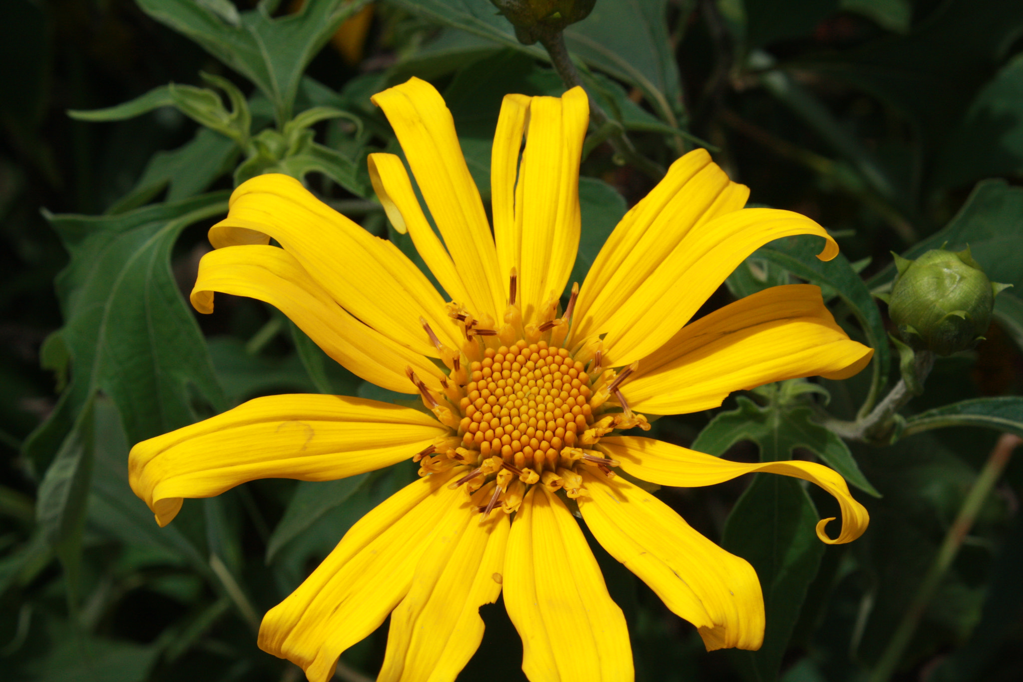 Canon EOS 40D sample photo. Img photography