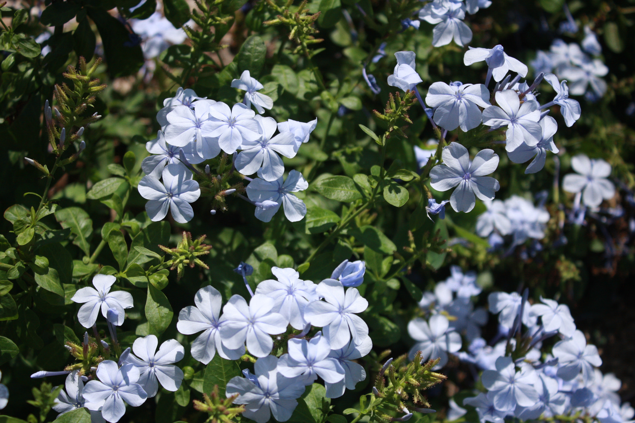 Canon EOS 40D sample photo. Img photography