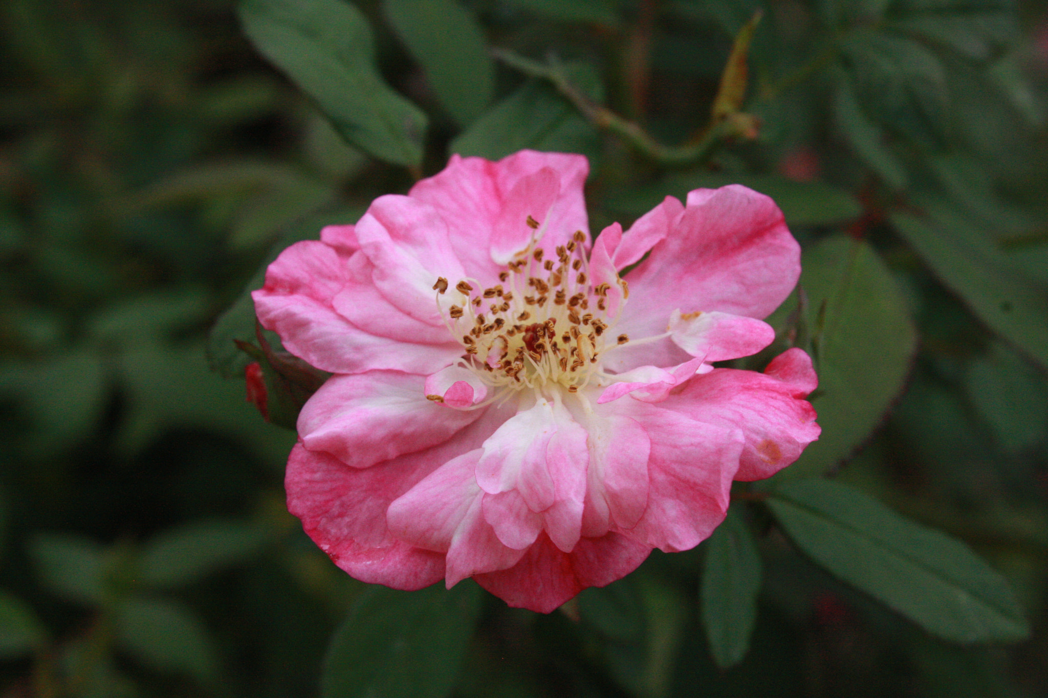 Canon EOS 40D sample photo. Img photography
