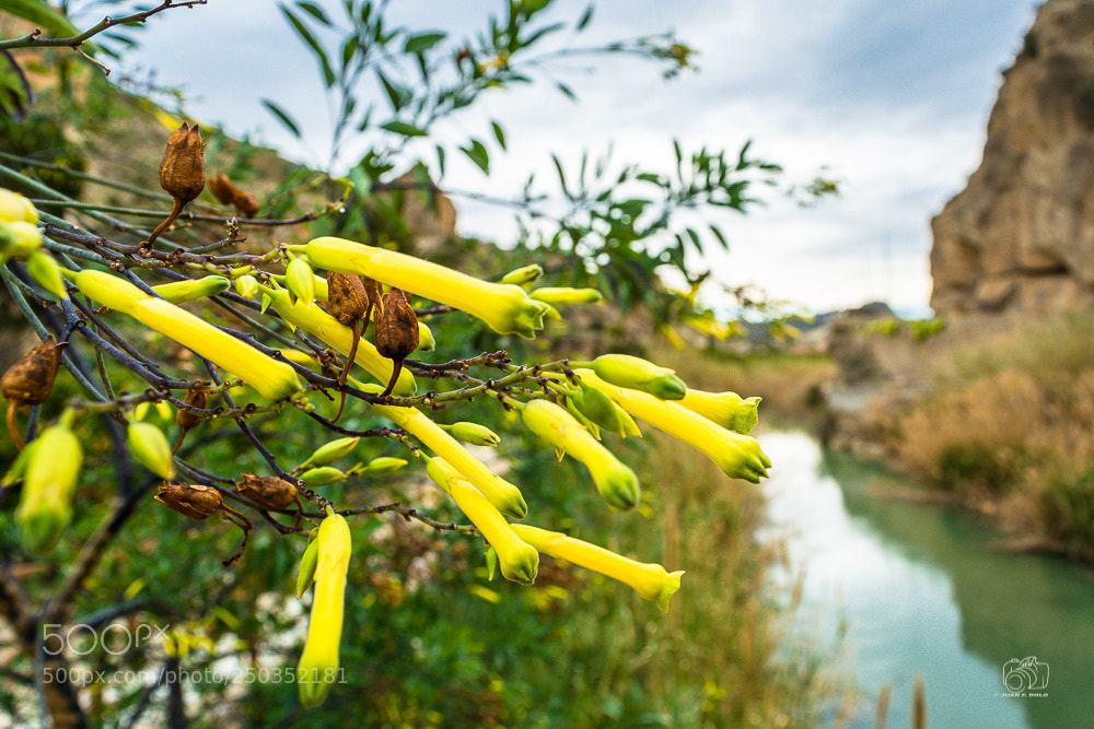 Nikon D7100 sample photo. Untitled photography