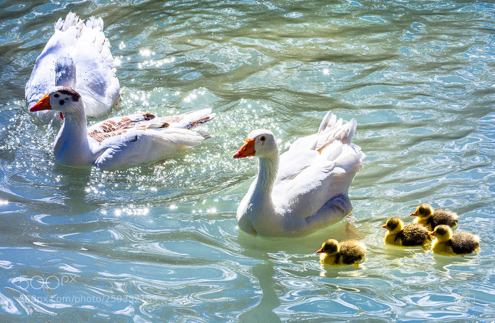 Nikon D7100 sample photo. Familia photography