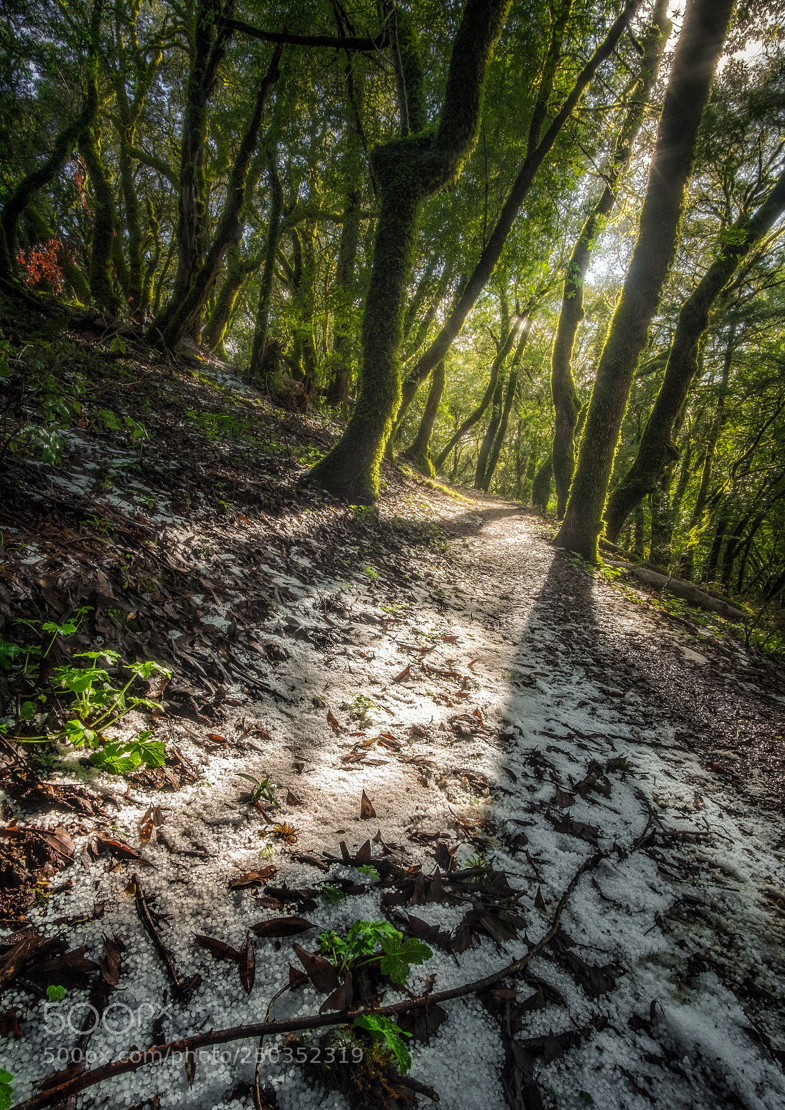 Fujifilm X-T1 sample photo. Winter leads to spring photography