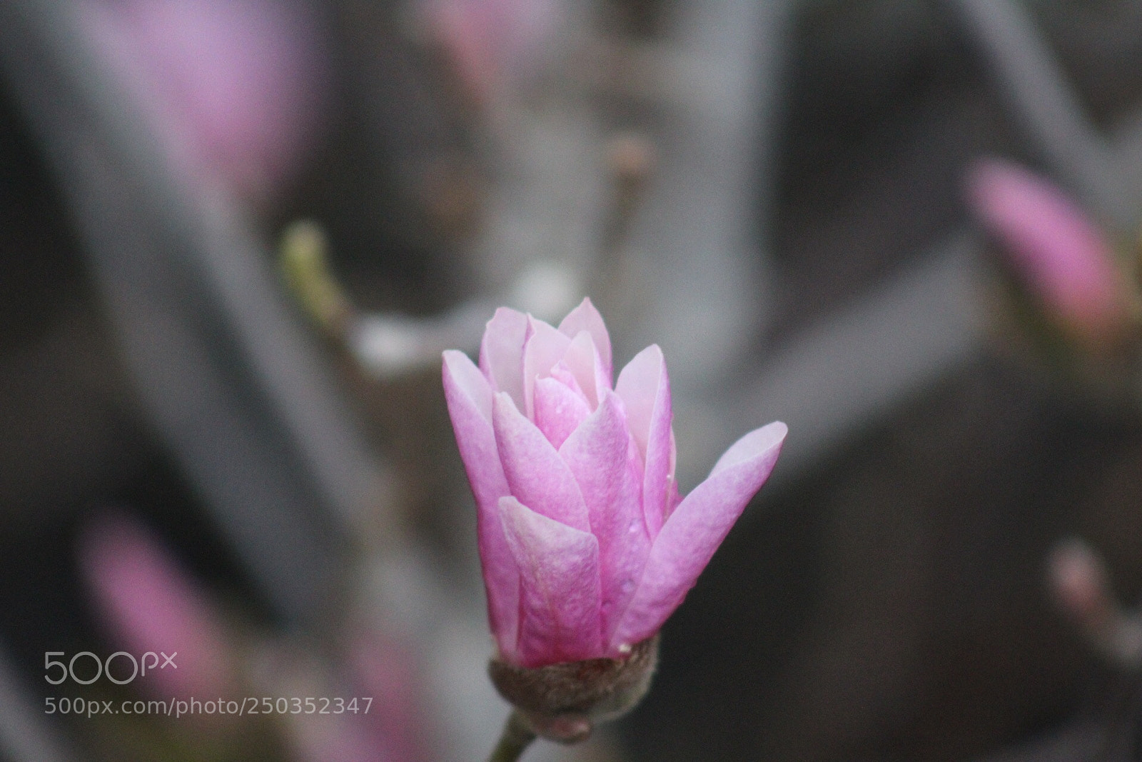 Canon EOS 1300D (EOS Rebel T6 / EOS Kiss X80) sample photo. Magnolia lll photography