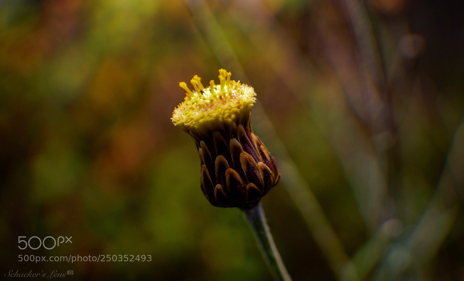 Sony SLT-A65 (SLT-A65V) sample photo. أزهار الربيع - 12 photography