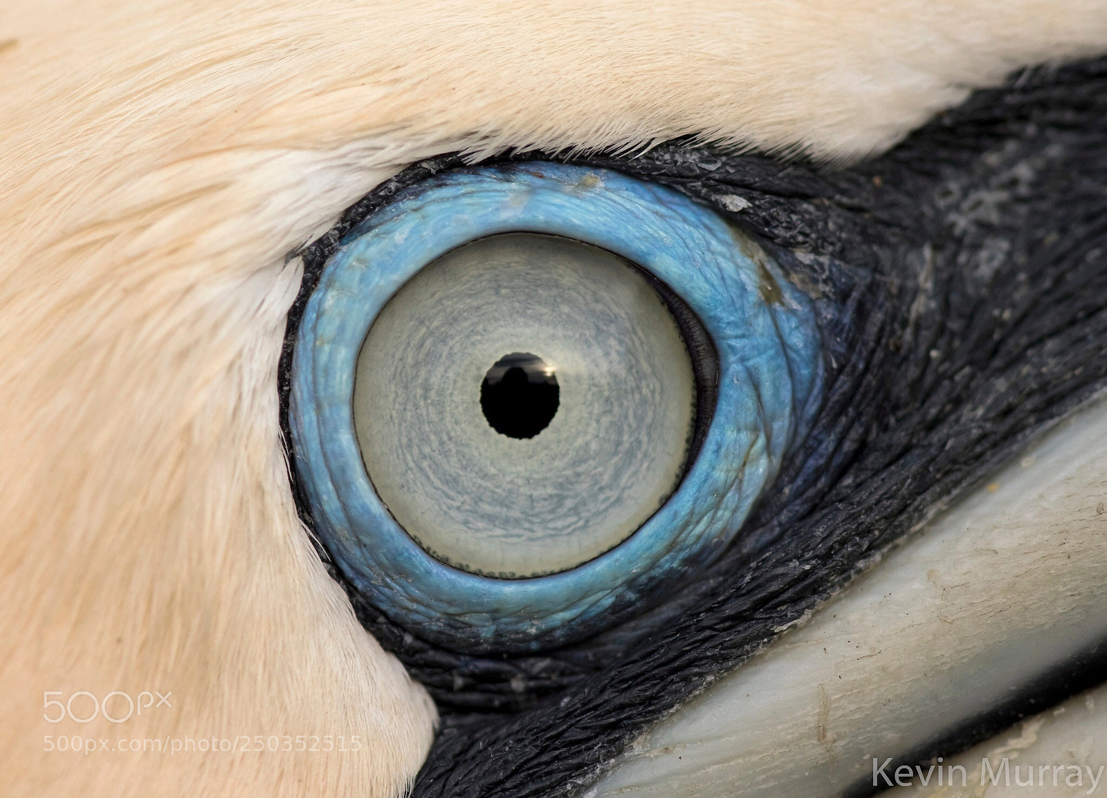Canon EOS 7D Mark II sample photo. Northern gannet  photography