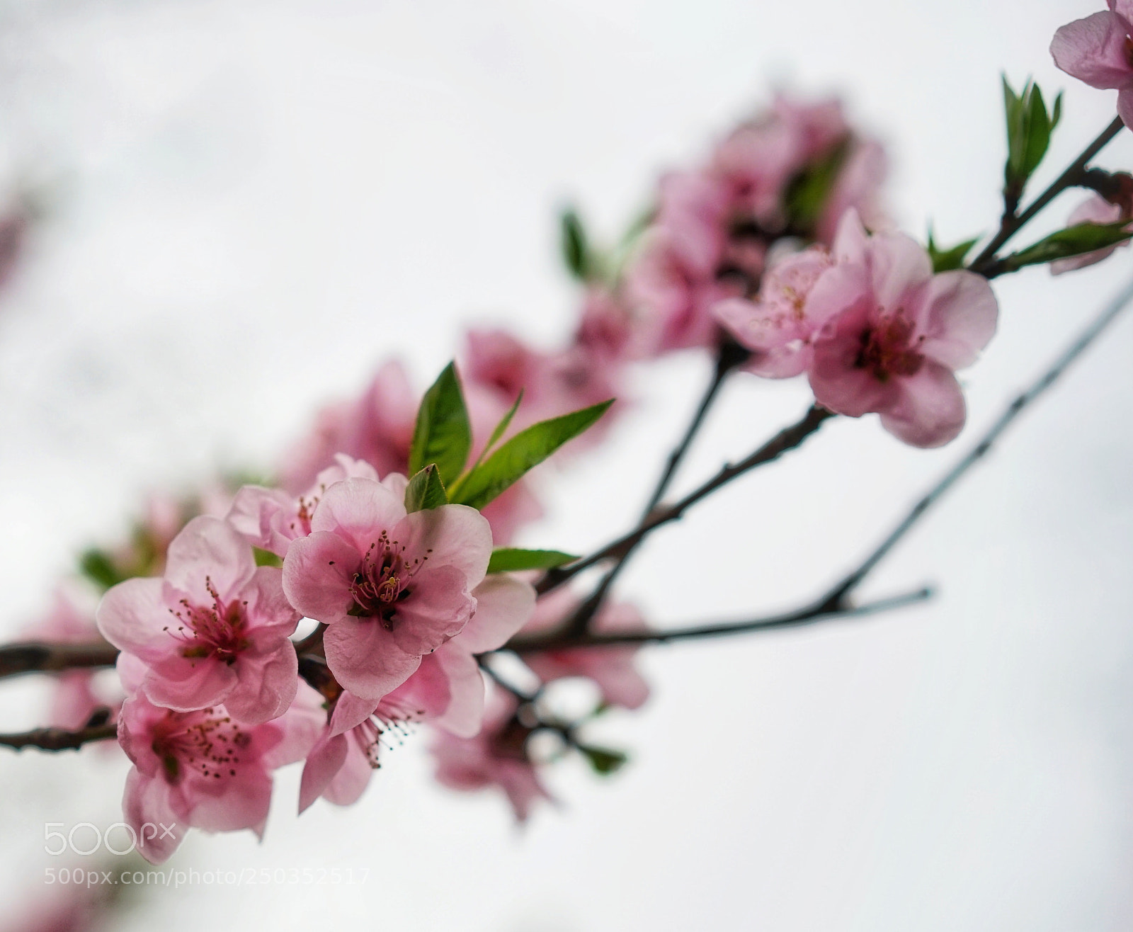 Sony a7 II sample photo. Bloosom photography