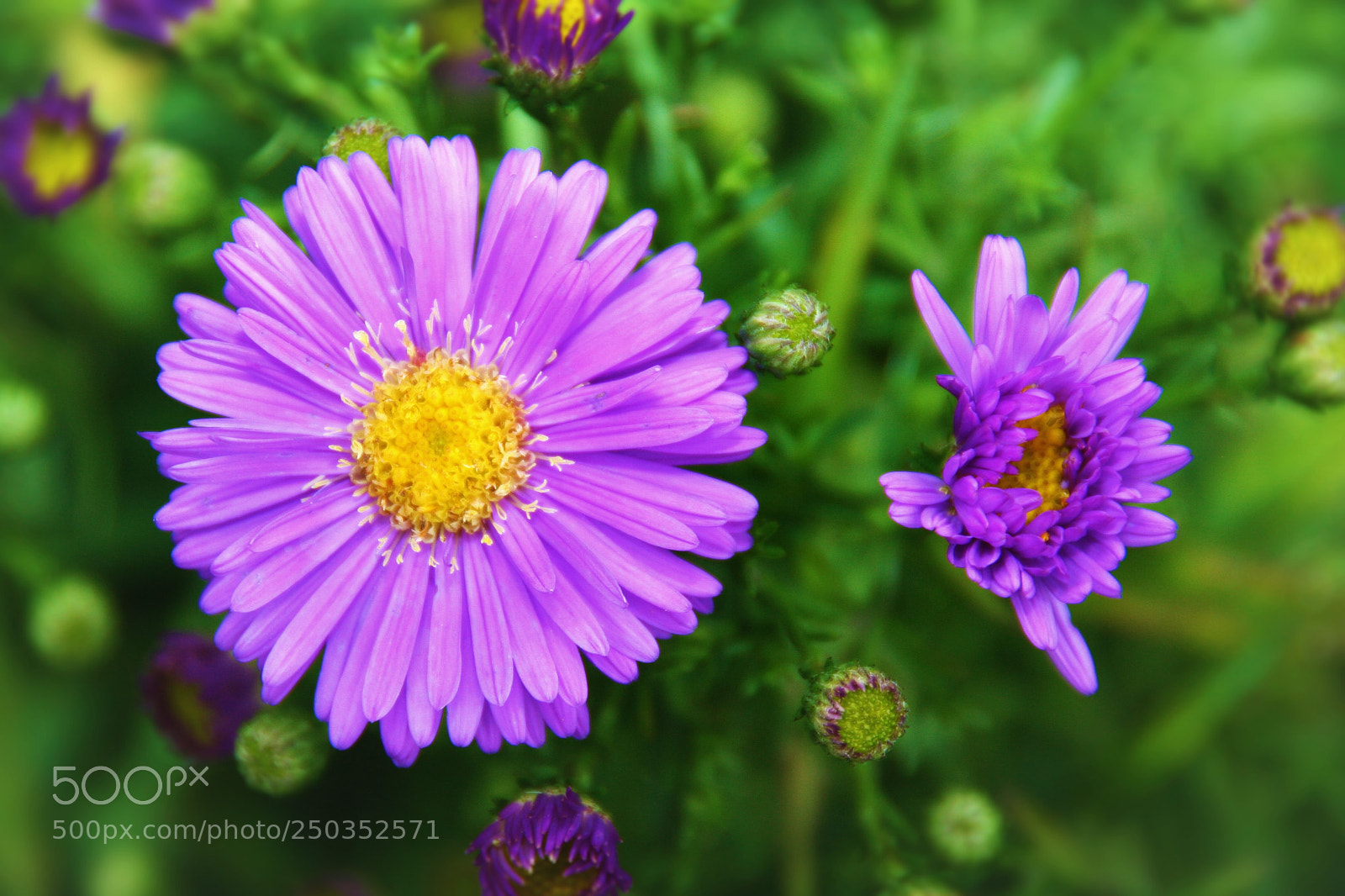 Canon EOS 350D (EOS Digital Rebel XT / EOS Kiss Digital N) sample photo. Purple flowers () photography