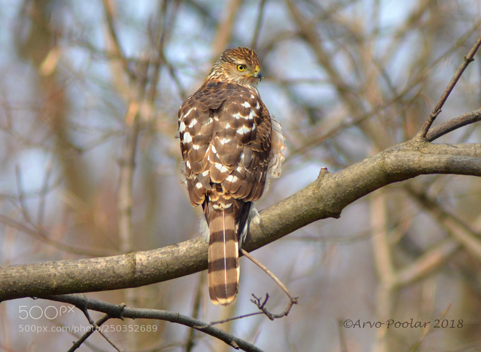 Nikon D7000 sample photo. Coopers hawk photography