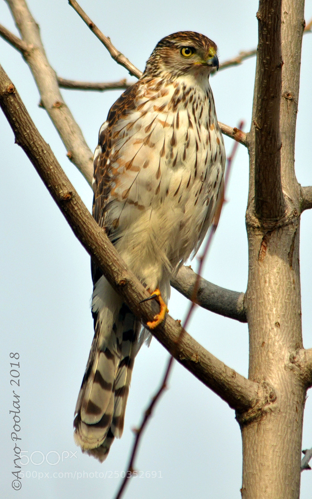 Nikon D7000 sample photo. Coopers hawk photography