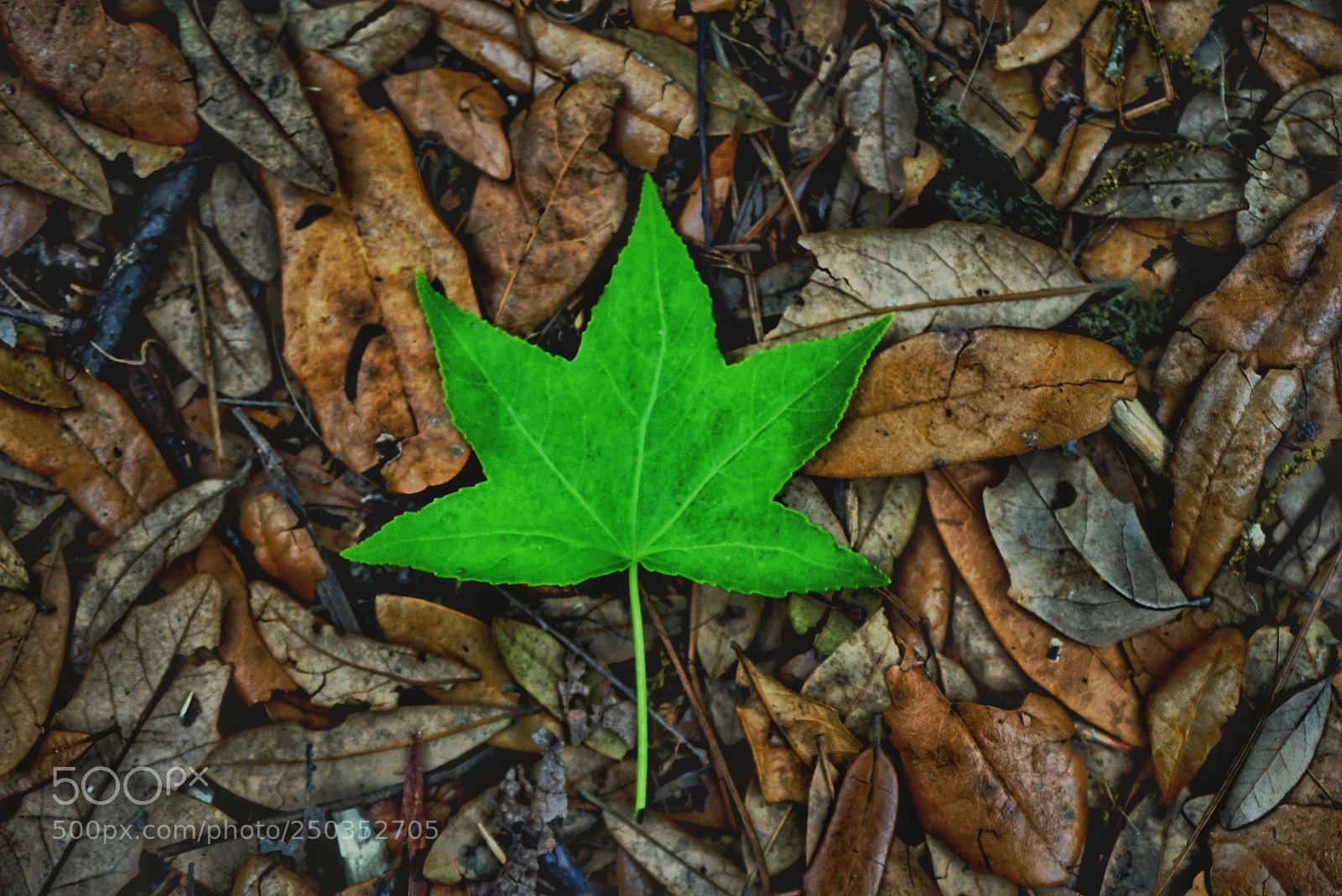 Sony a7 II sample photo. Untitled photography