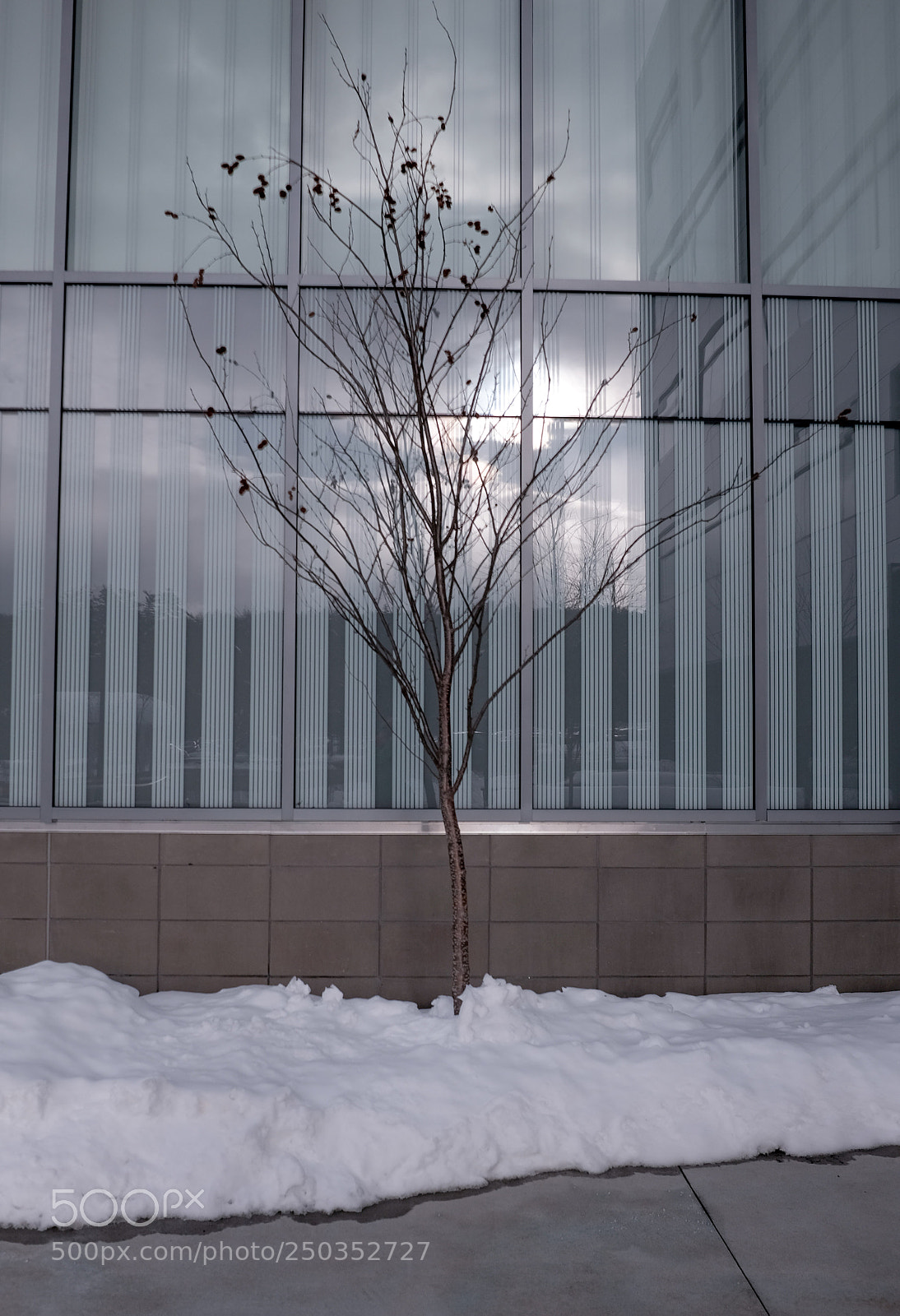 Fujifilm X100T sample photo. Building tree reflection dsf photography