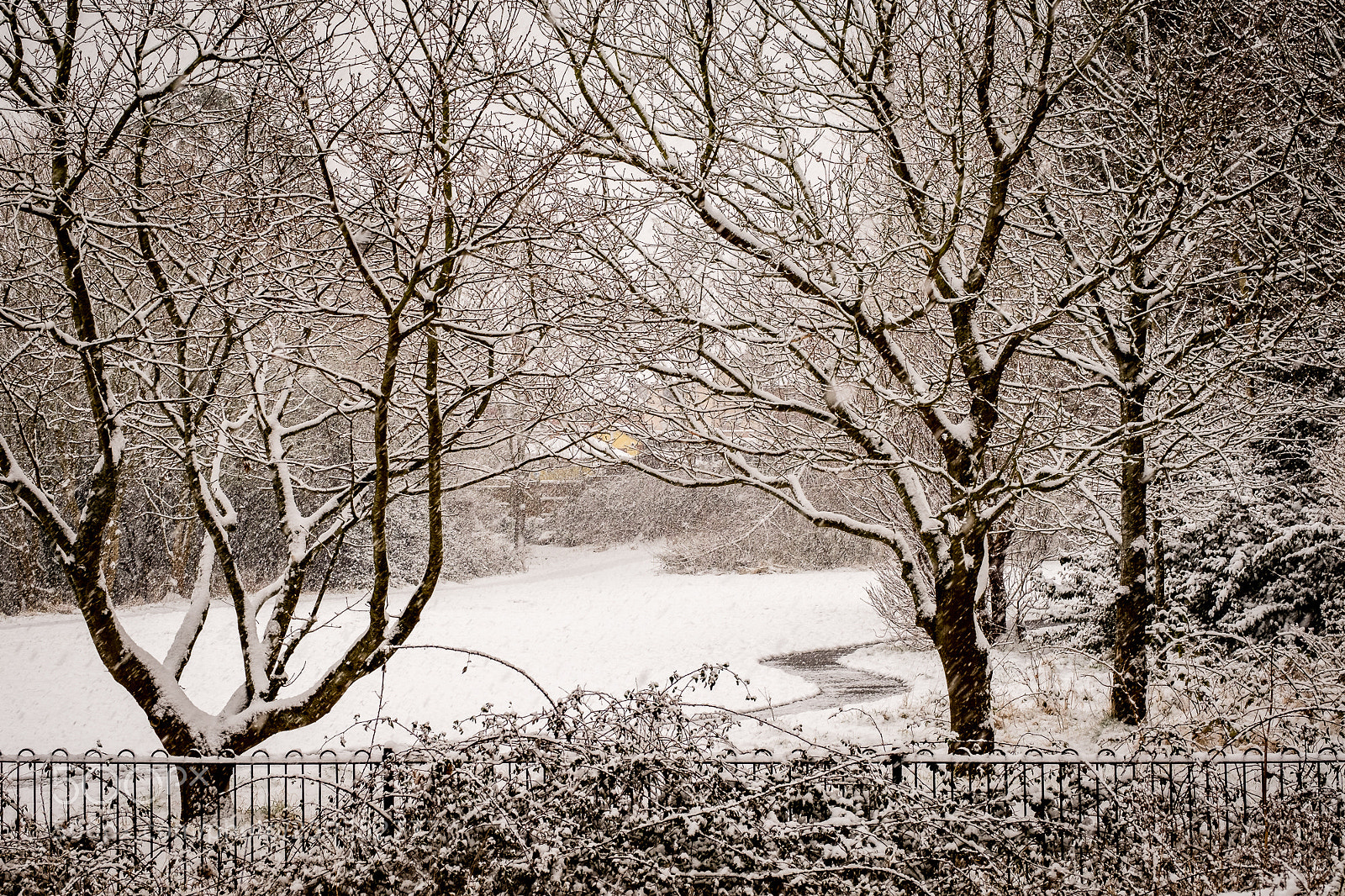 Fujifilm X-Pro2 sample photo. Snow in the park photography
