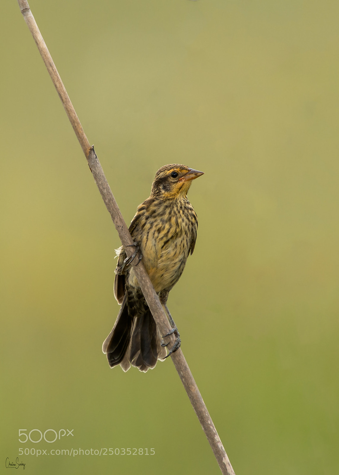 Nikon D4 sample photo. Saltmarsh sparrow photography