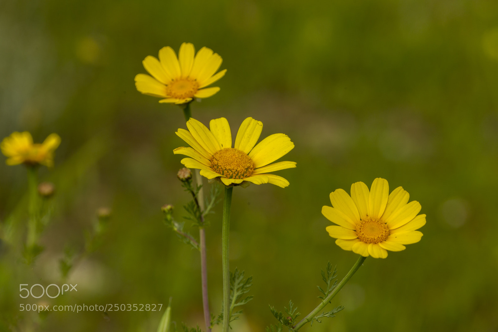 Canon EOS-1D Mark IV sample photo. Spring ... yellow photography