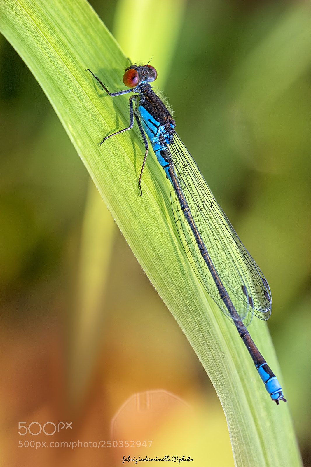 Canon EOS 7D Mark II sample photo. Small redeye photography