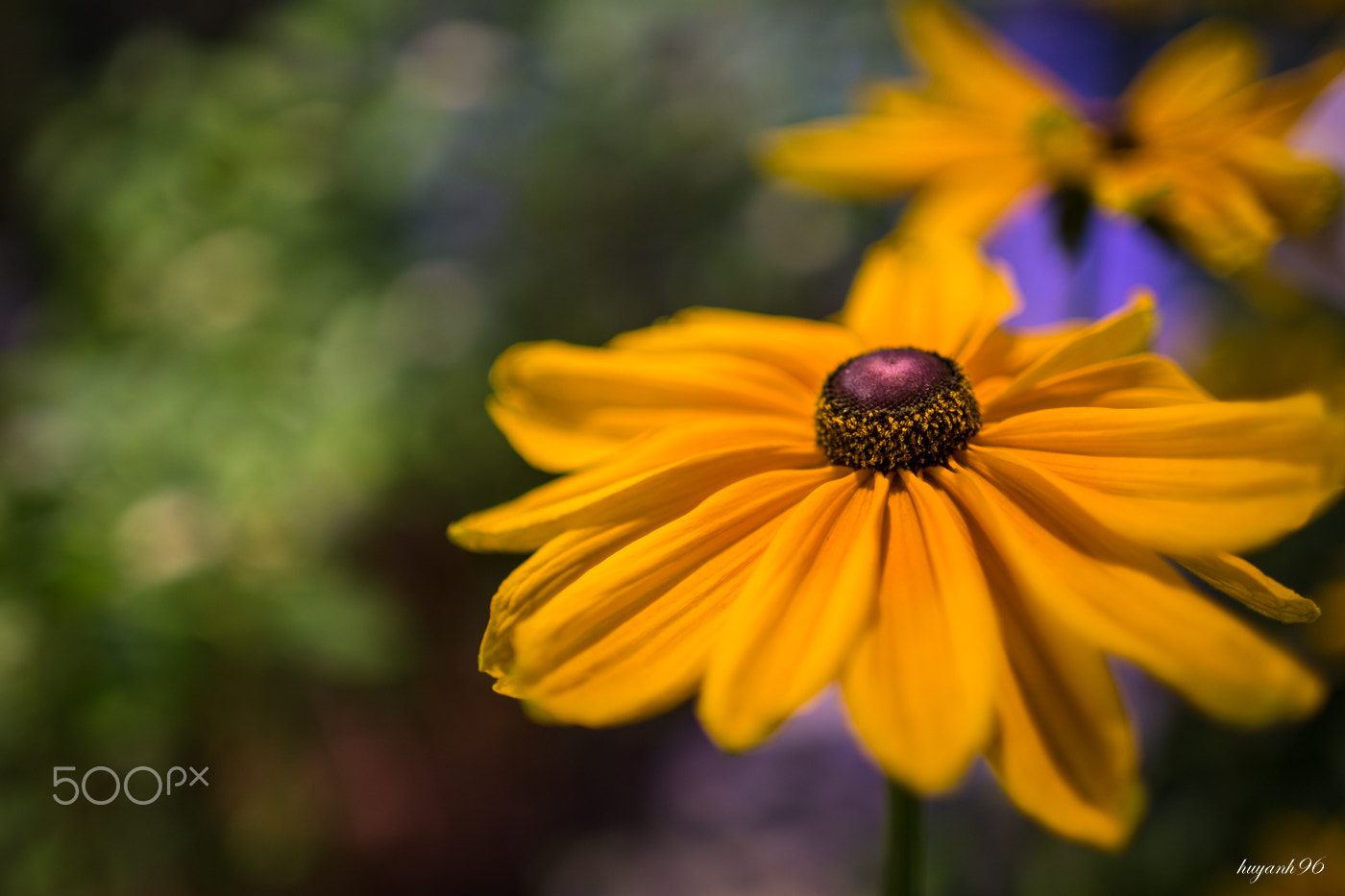 Hasselblad HV sample photo. Oh, flower! photography