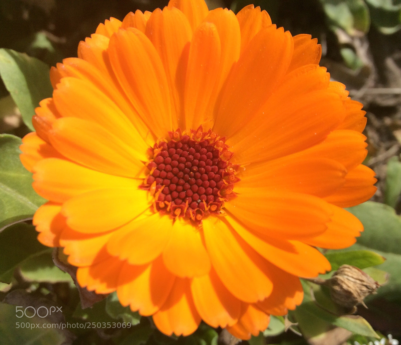 Apple iPad mini 2 sample photo. A small spring sun! photography