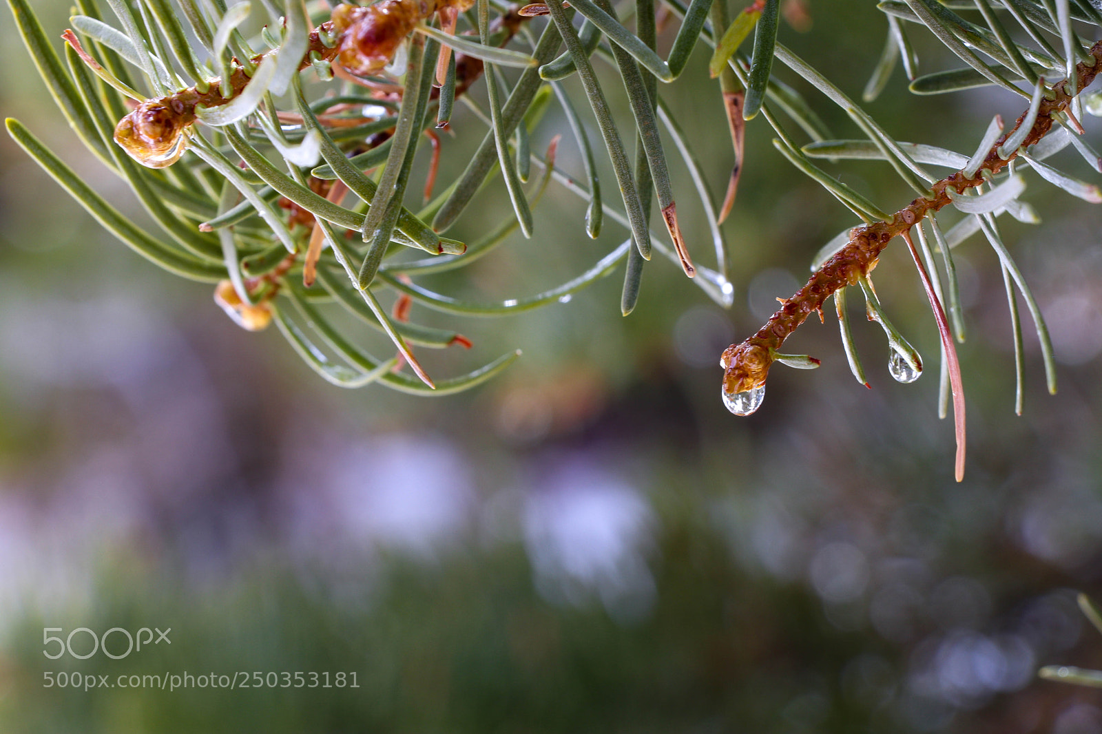 Canon EOS 80D sample photo. After rain photography