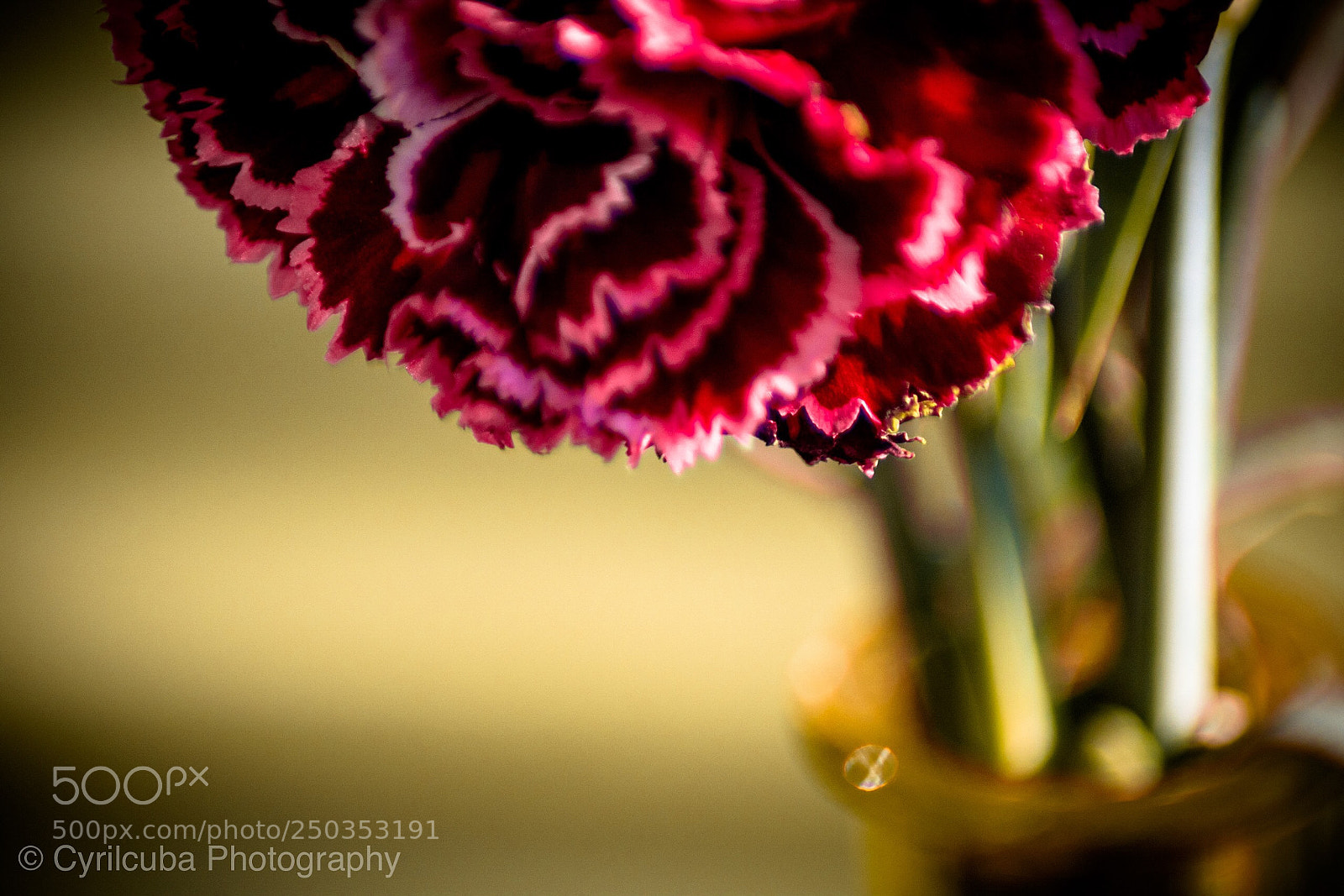 Nikon D5500 sample photo. Flower photography