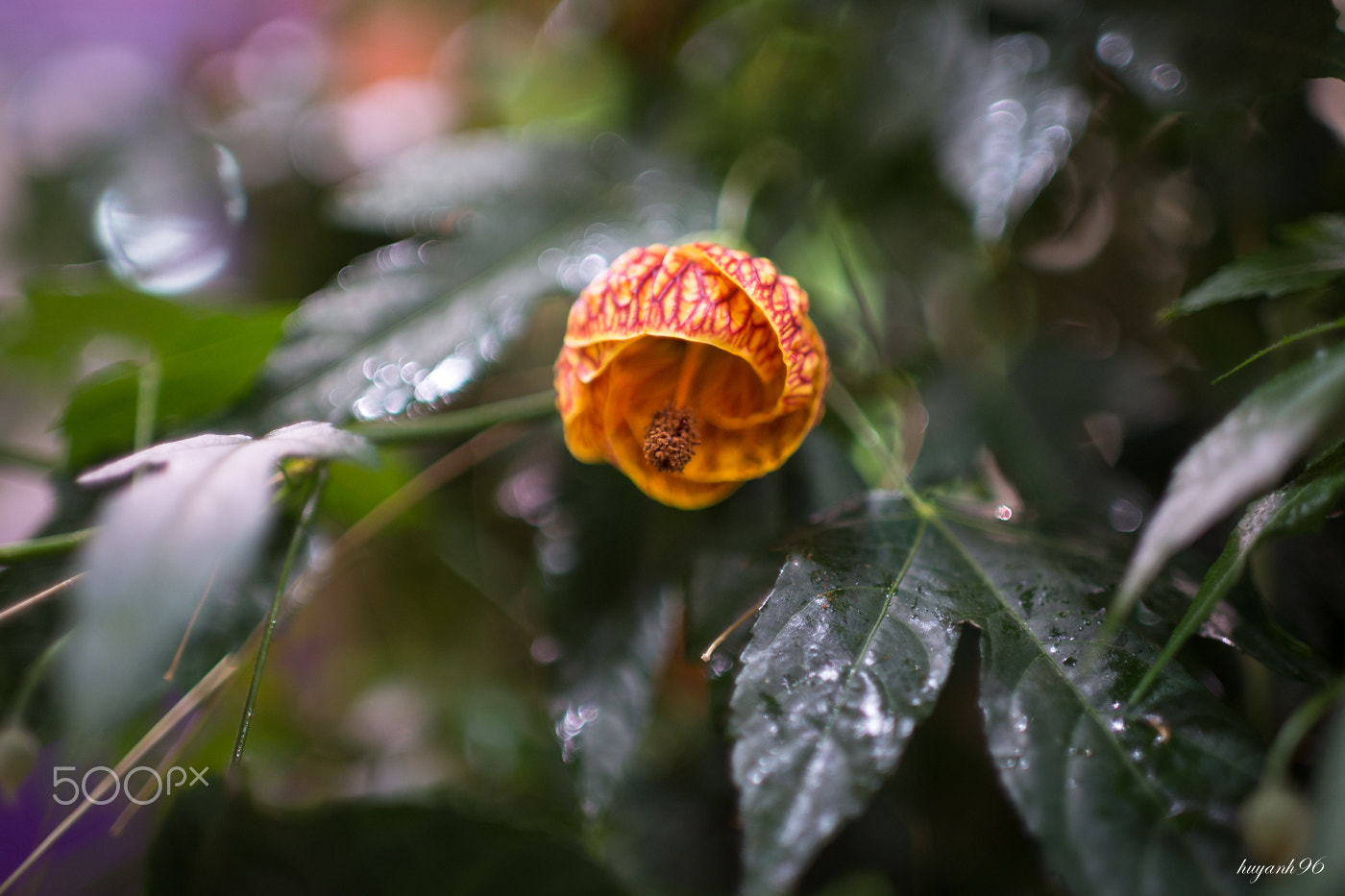Hasselblad HV sample photo. Oh, flower! photography