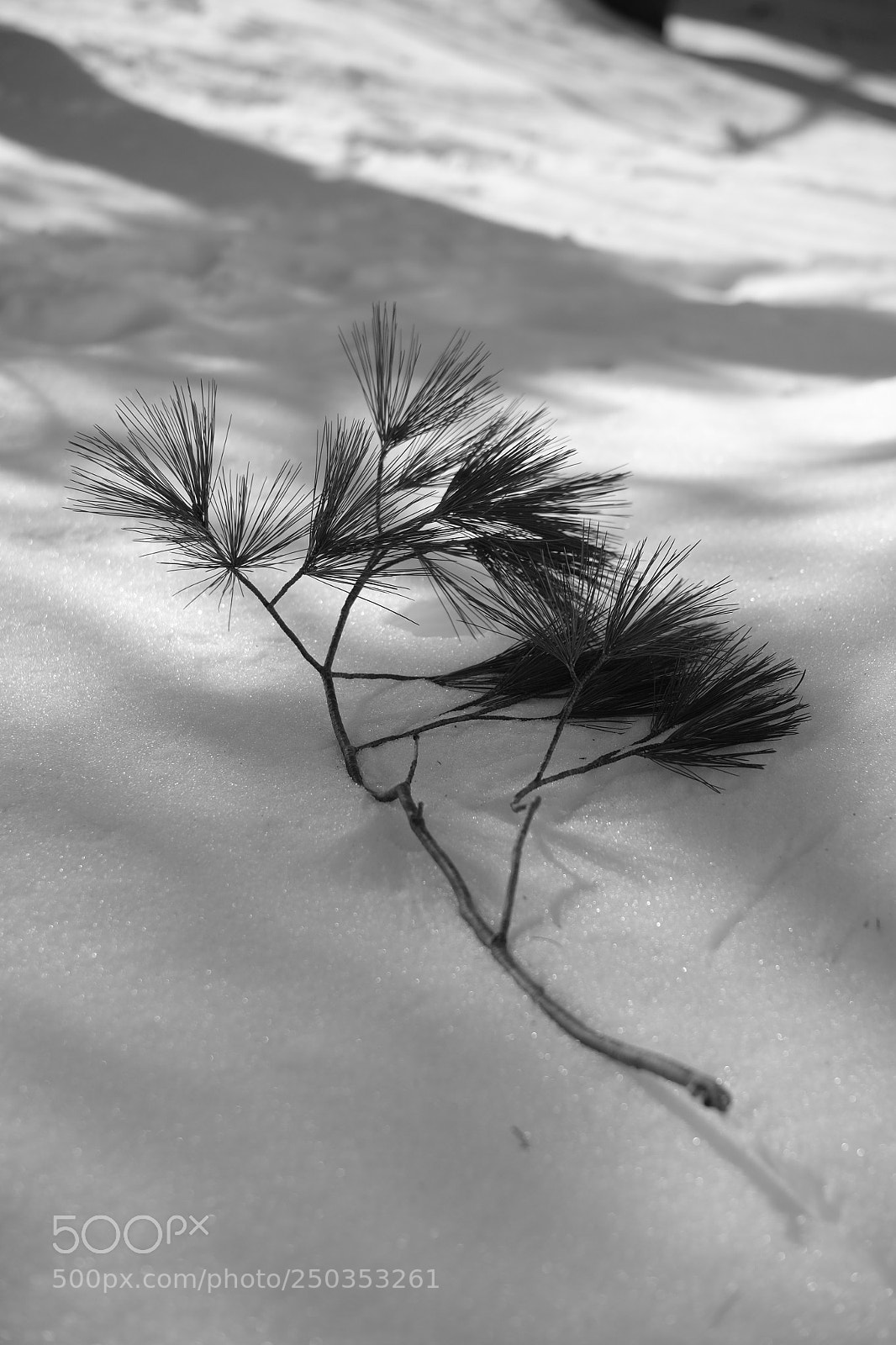 Fujifilm X-E2S sample photo. Bw branch shadow photography