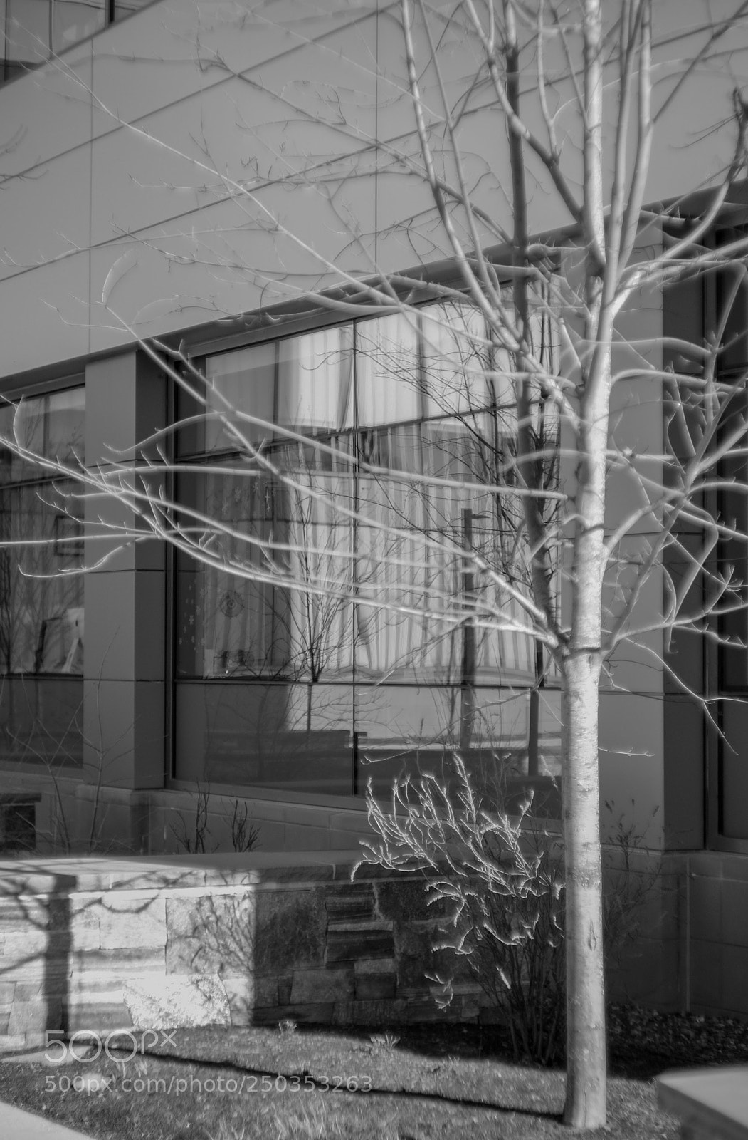 Fujifilm X-E2S sample photo. Tree photography