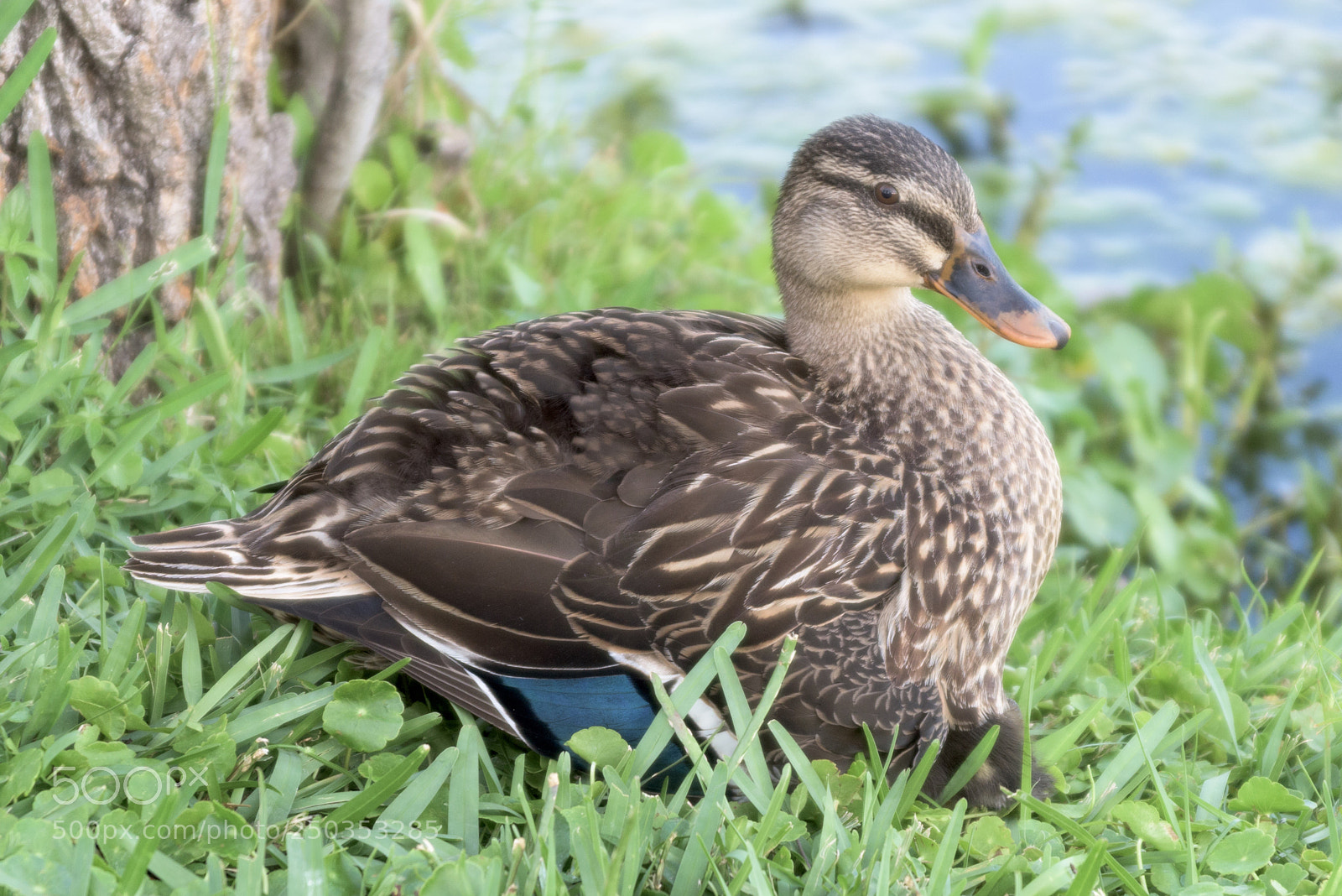 Nikon D810 sample photo. Untitled photography