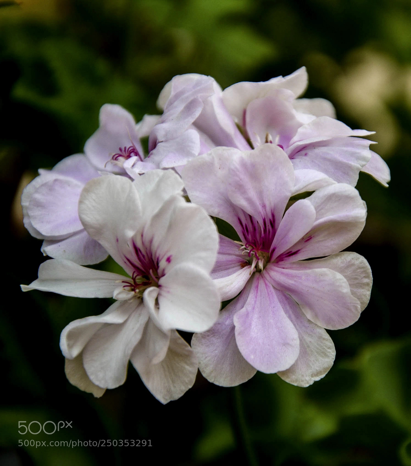 Nikon D7000 sample photo. Flor mod xxx photography