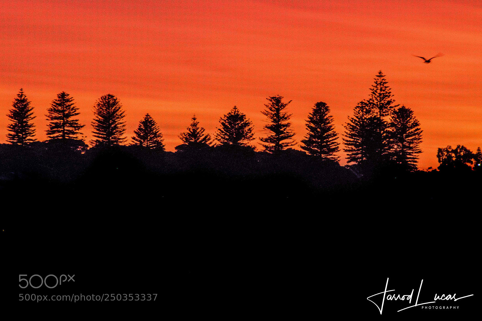 Canon EOS 7D Mark II sample photo. Sunrise silhouette photography