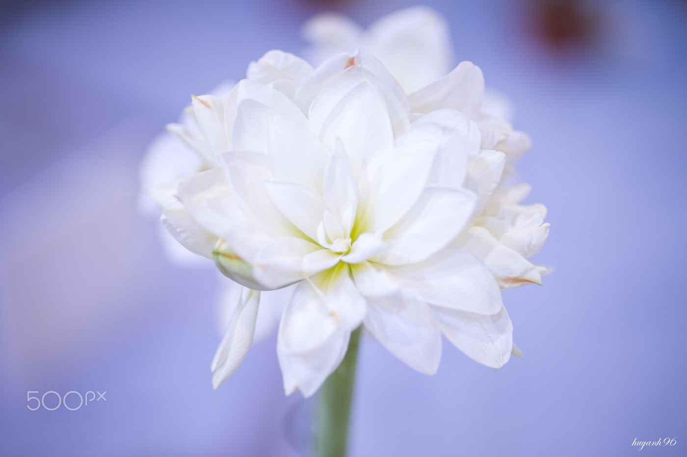 Hasselblad HV sample photo. White delicate photography