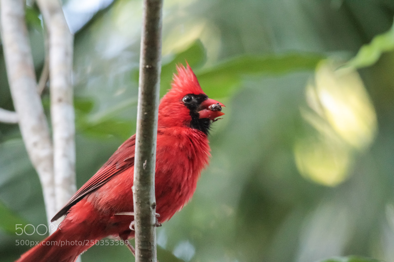 Canon EOS 7D sample photo. Cardinal with a bug photography
