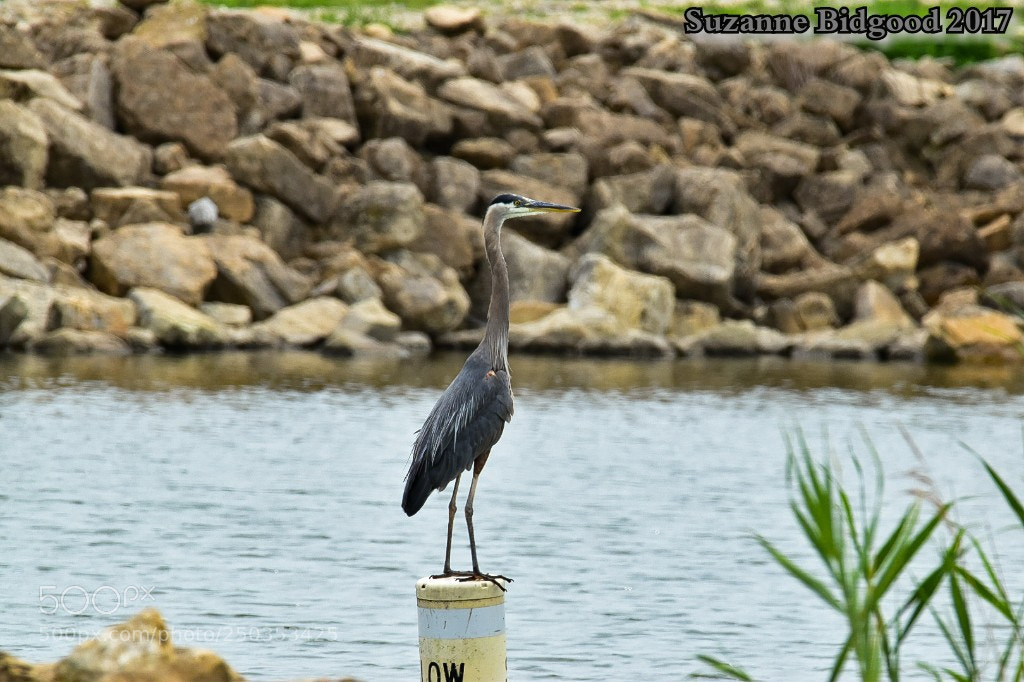 Nikon D5500 sample photo. Untitled photography