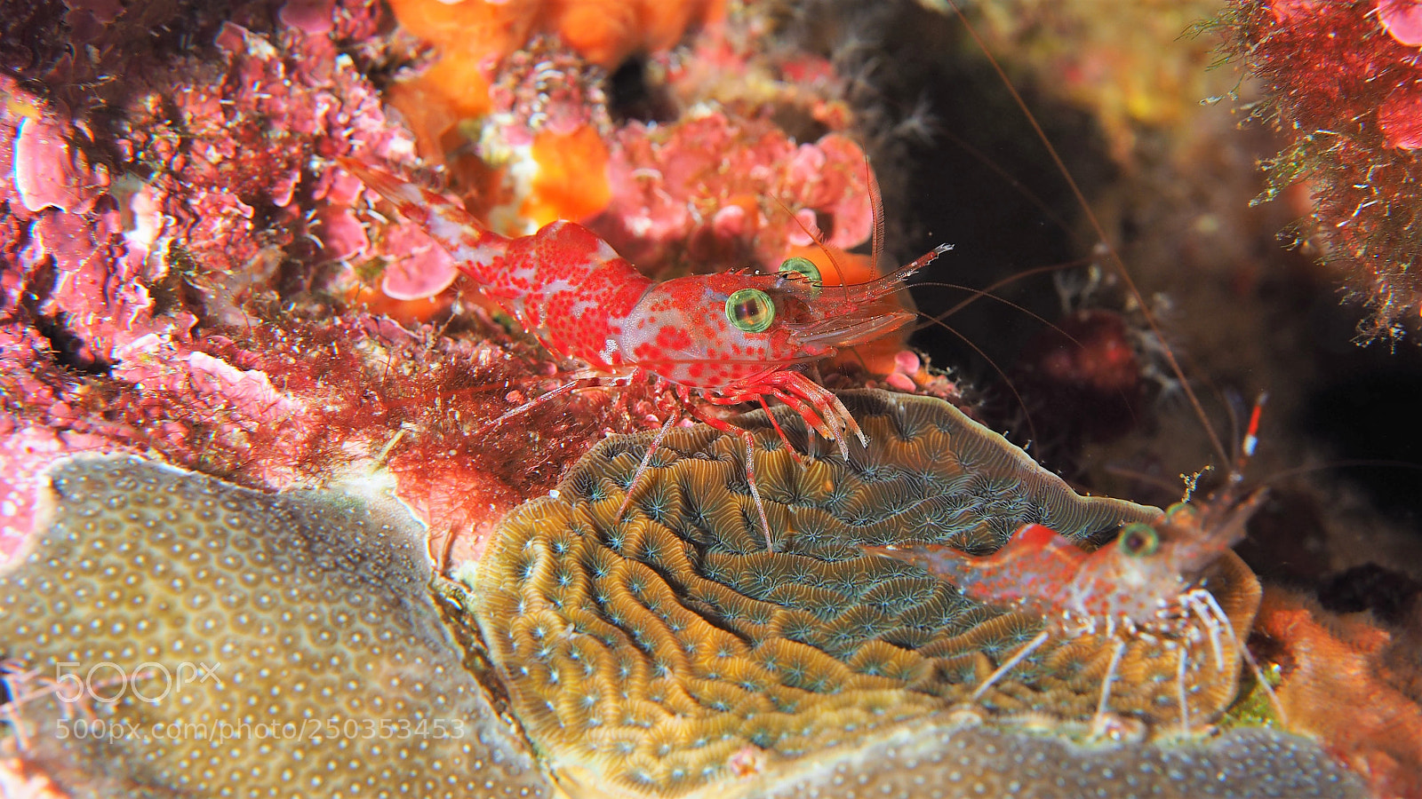 Olympus OM-D E-M1 sample photo. Red night shrimp photography