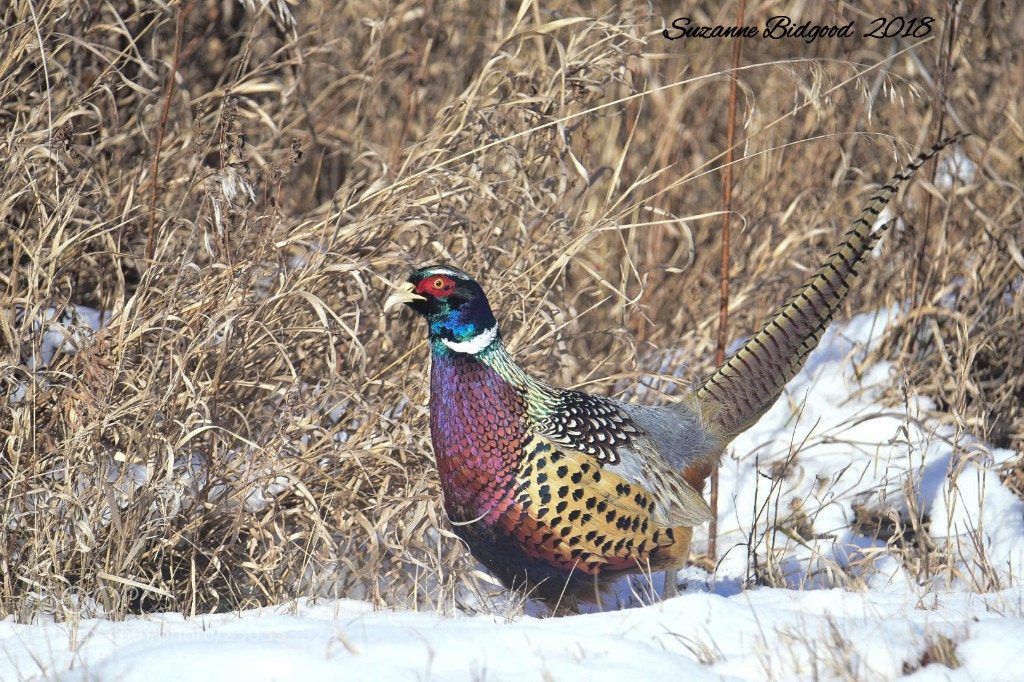 Nikon D750 sample photo. Male ring necked pheasant photography