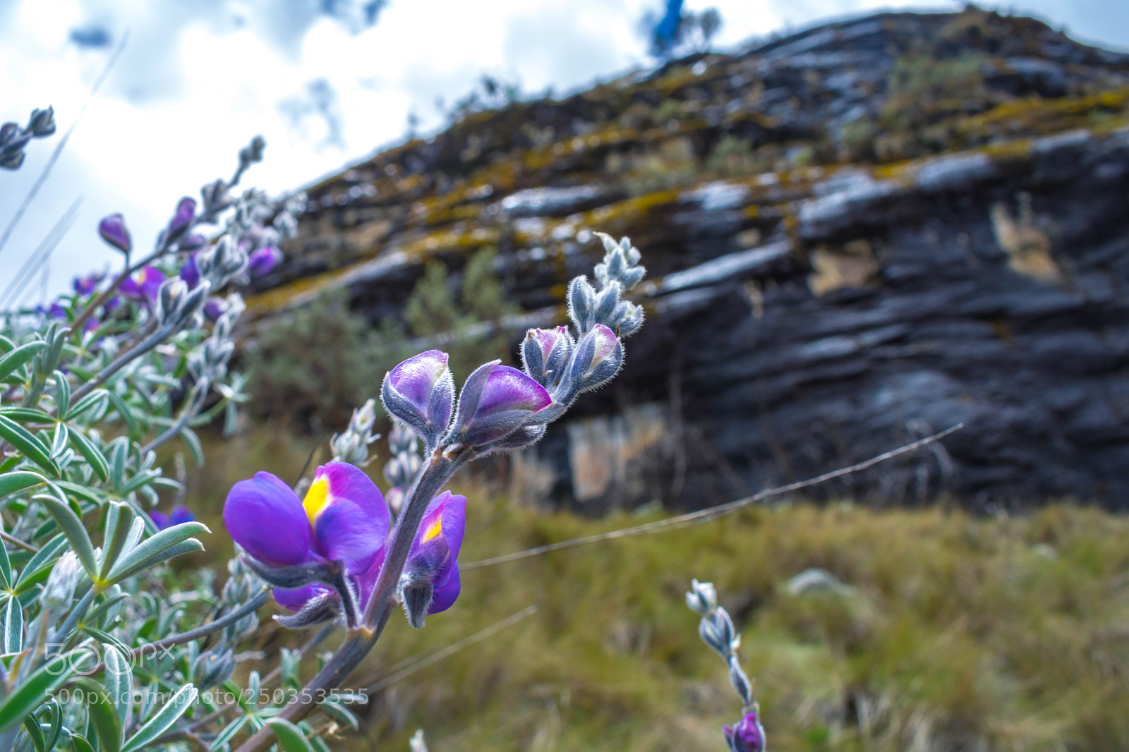 Nikon D3400 sample photo. Purple shock. photography