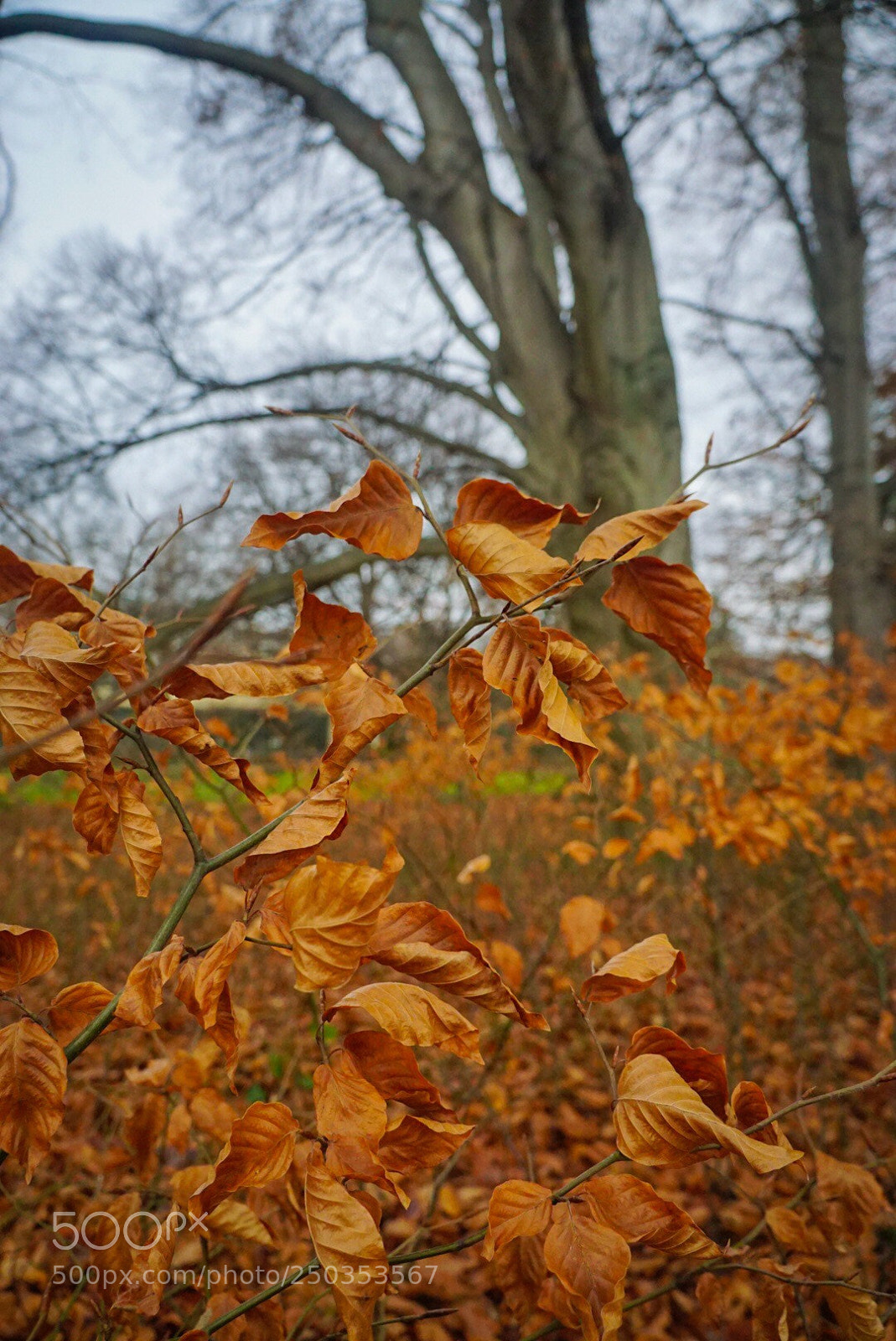 Sony a6000 sample photo. Autumn photography