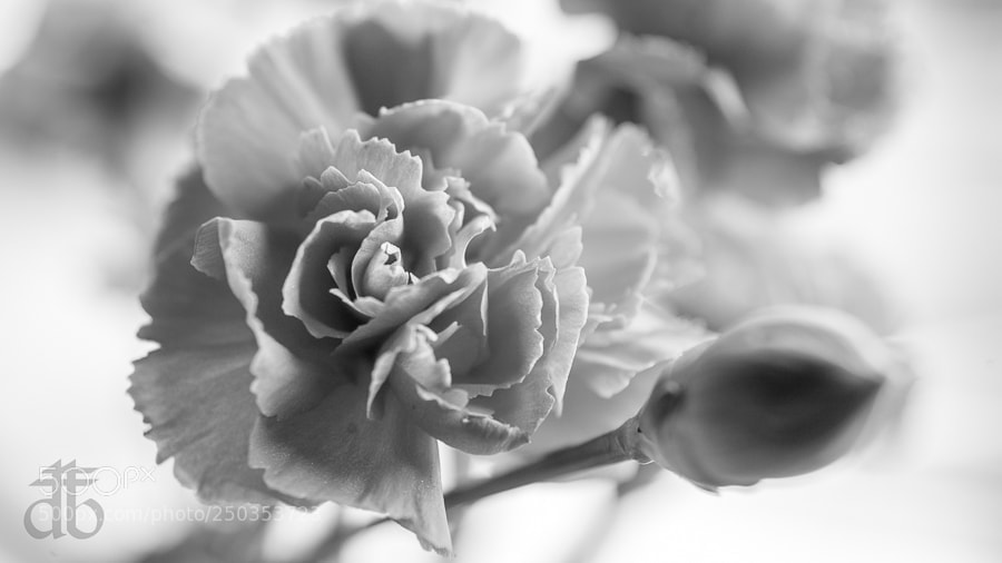 Canon EOS 5D sample photo. B/w floral photography